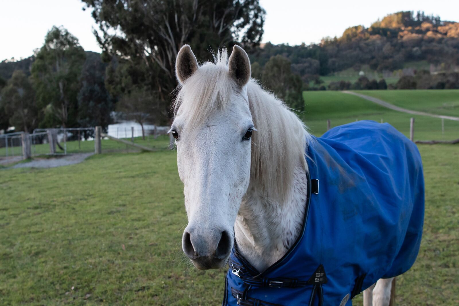 Nikon D750 sample photo. Horse, pony, australian pony photography