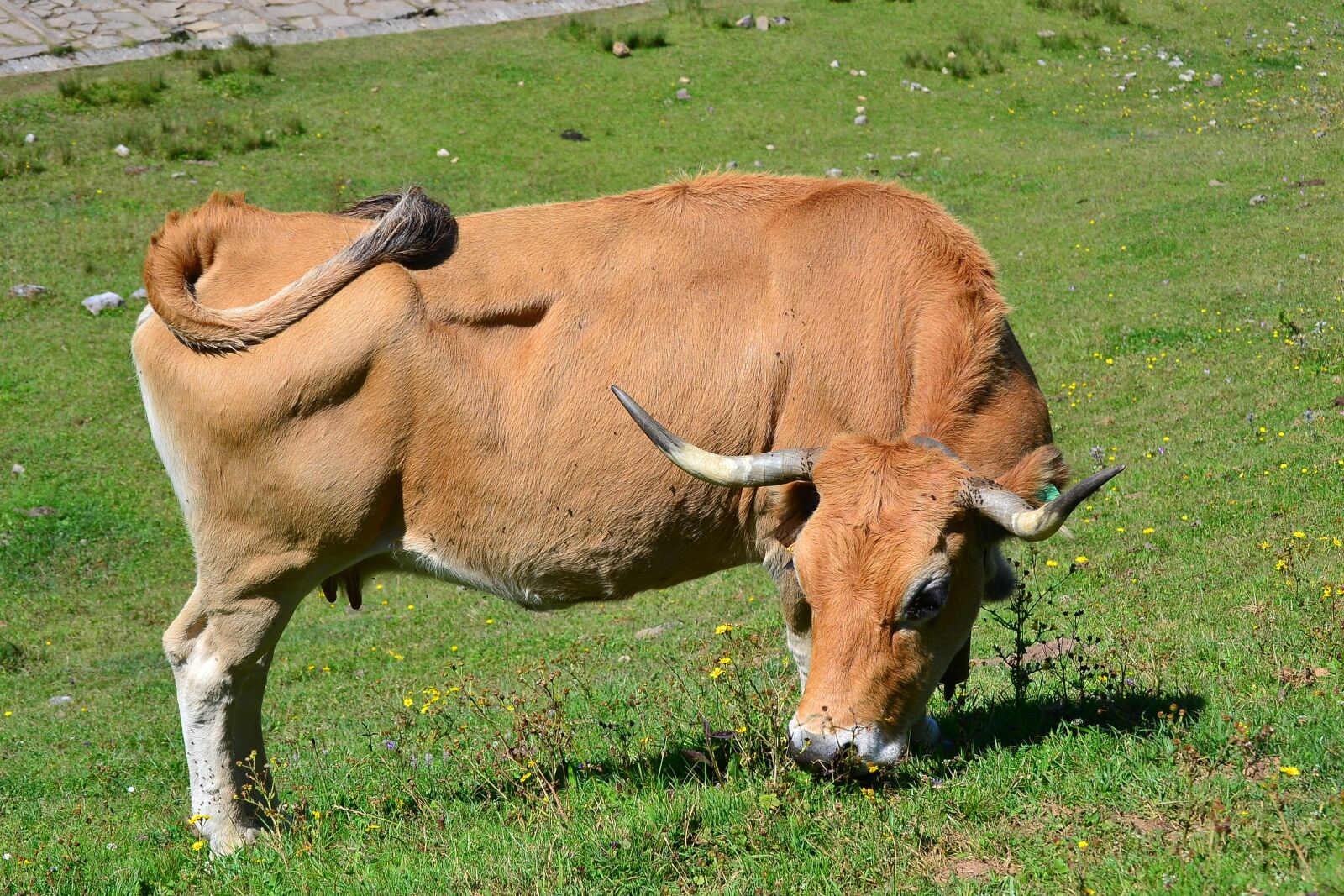Nikon D3100 sample photo. Ox, animal, livestock photography