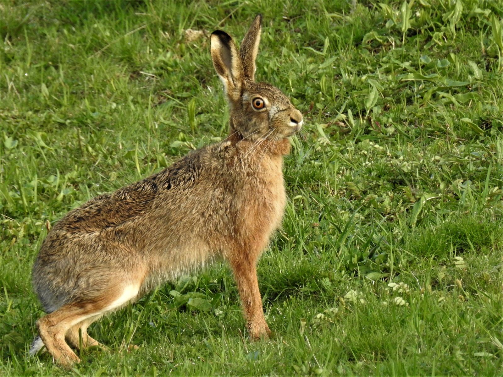 Nikon Coolpix P900 sample photo. Hare, lepus europaeus photography