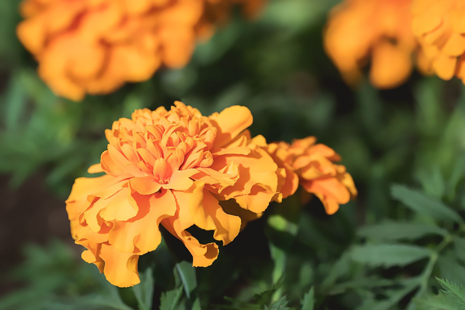Nikon D750 sample photo. Marigold, orange, orange tagetes photography