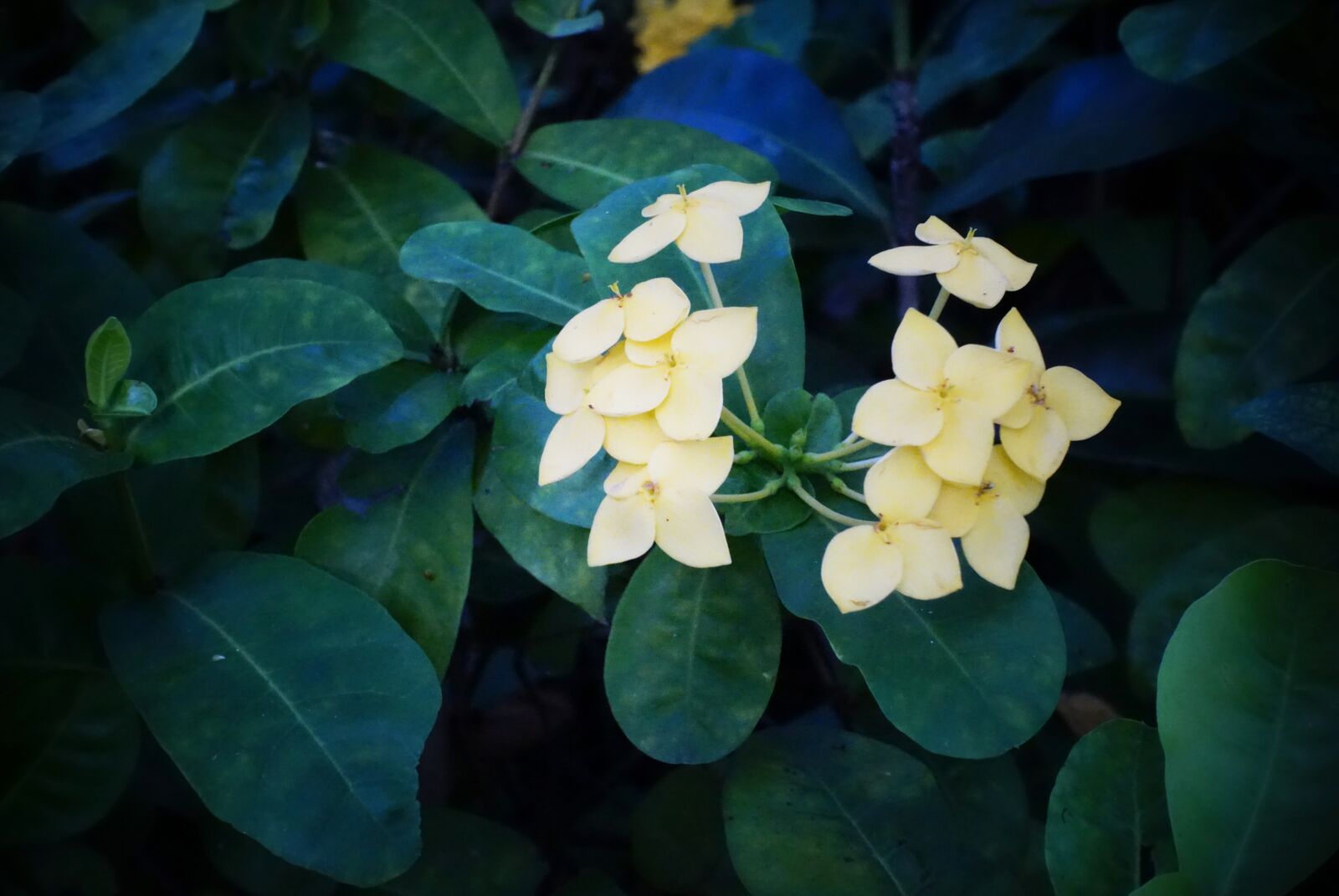 Sony Cyber-shot DSC-RX100 III sample photo. Yellow flowers, focus, green photography
