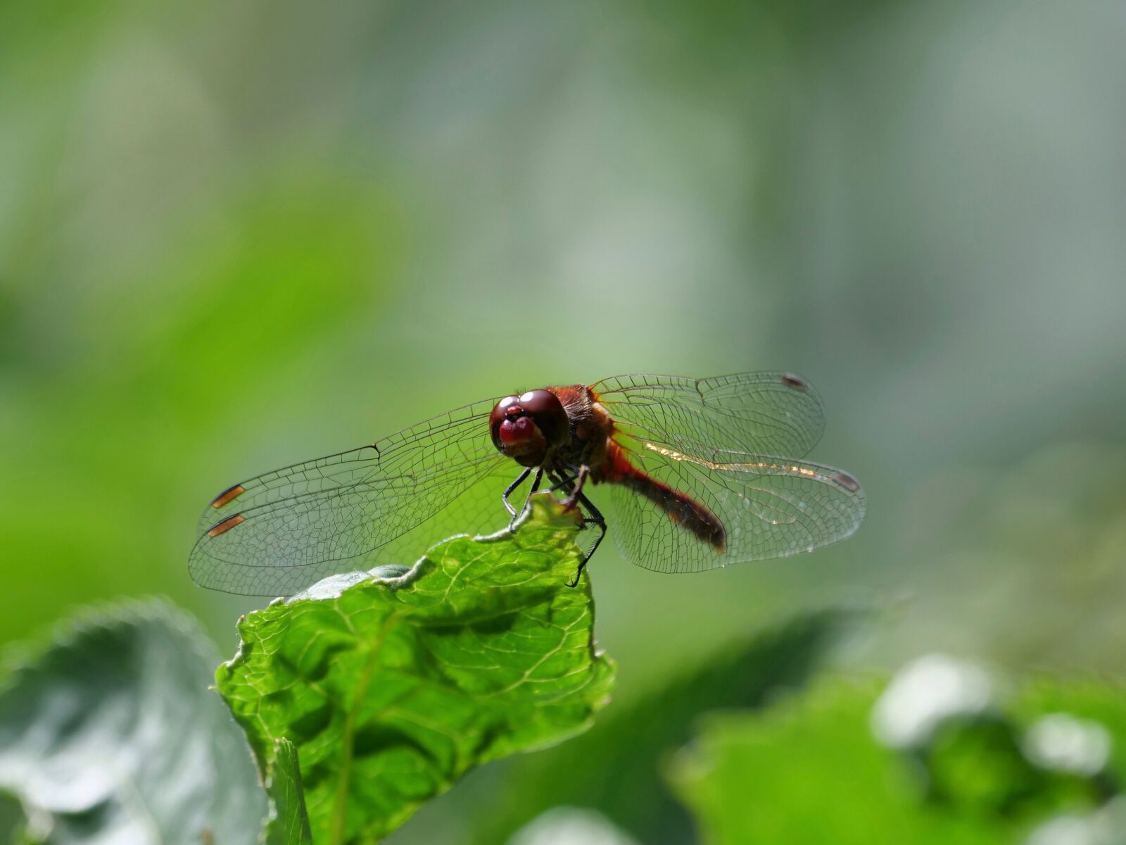 Panasonic Lumix DC-G9 sample photo. Dragonfly, insect, nature photography