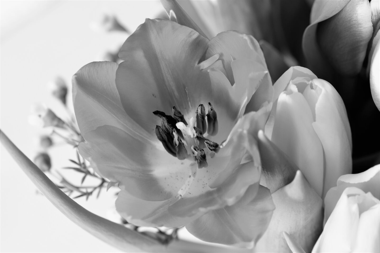 Nikon D5500 sample photo. Tulip, plant, blossom photography