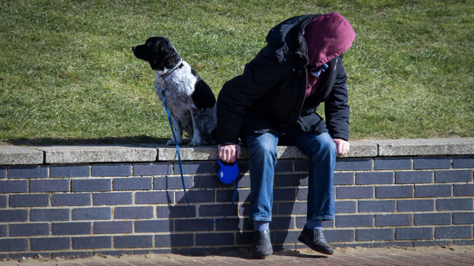 Canon EF-S 18-200mm F3.5-5.6 IS sample photo. Dog, walk, walking dog photography