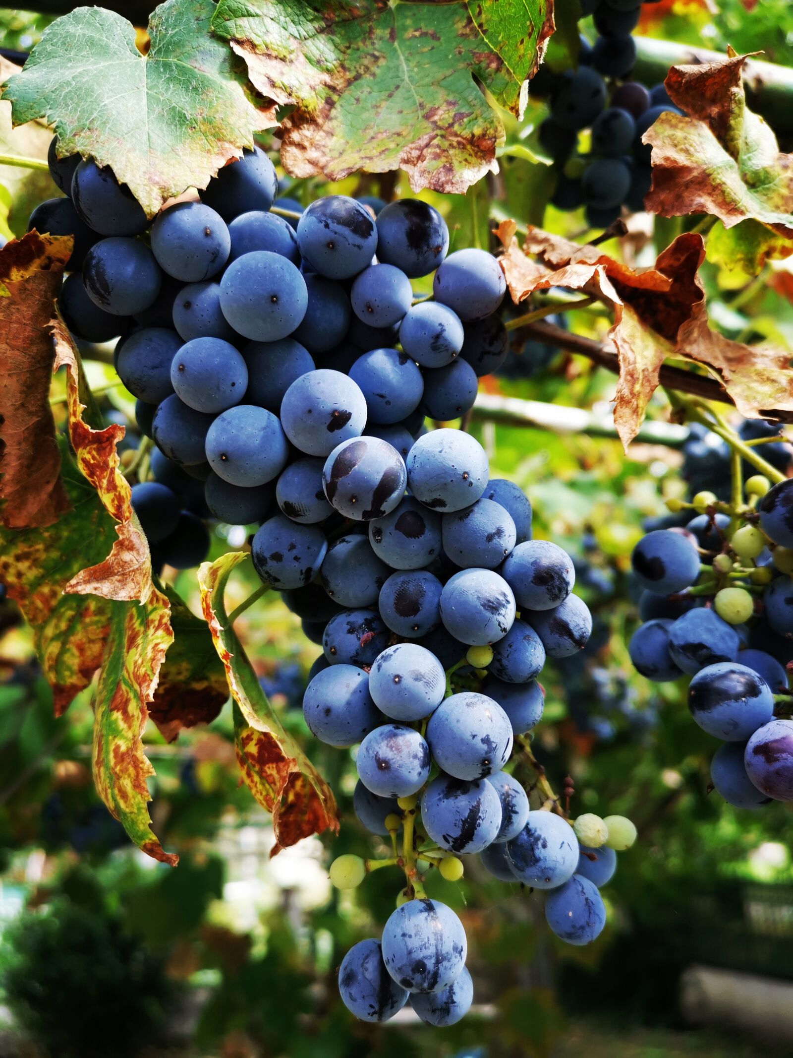 HUAWEI LYA-L29 sample photo. Grapes, vines, vineyard photography