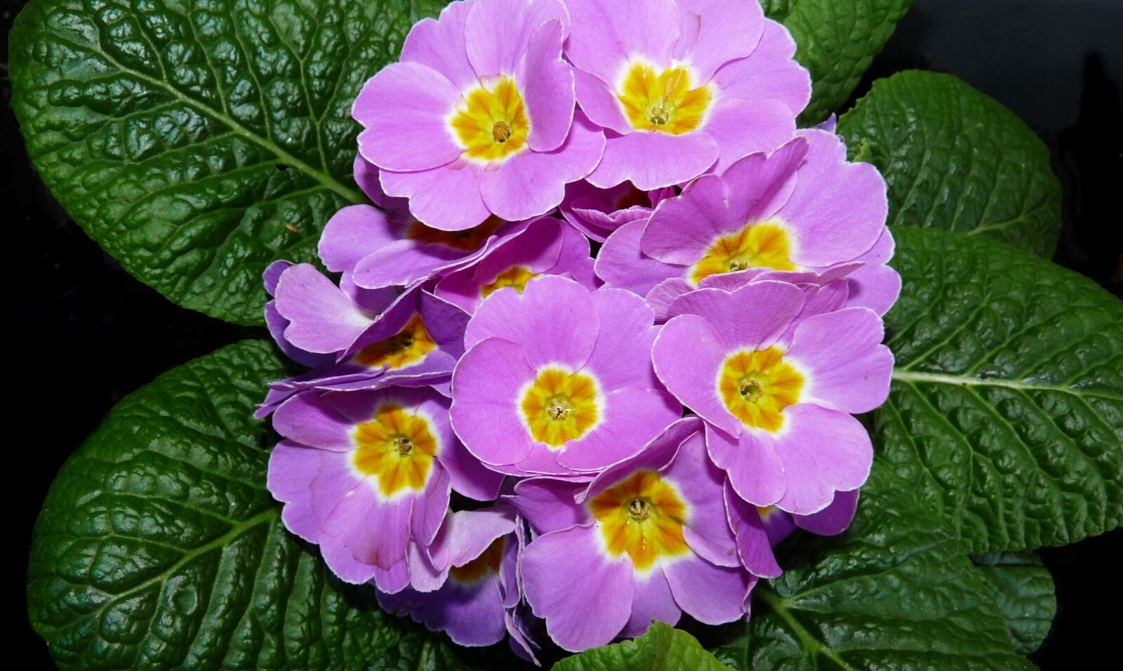Panasonic Lumix DMC-FZ28 sample photo. Primrose, pink, flower photography