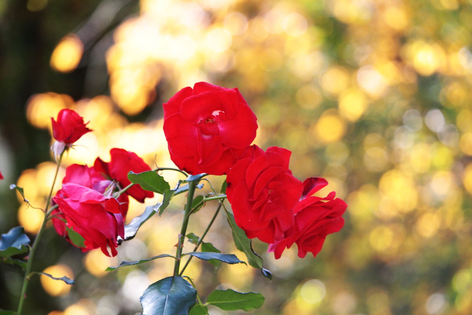 Canon EF-S 55-250mm F4-5.6 IS STM sample photo. Roses, flowers, rose flower photography