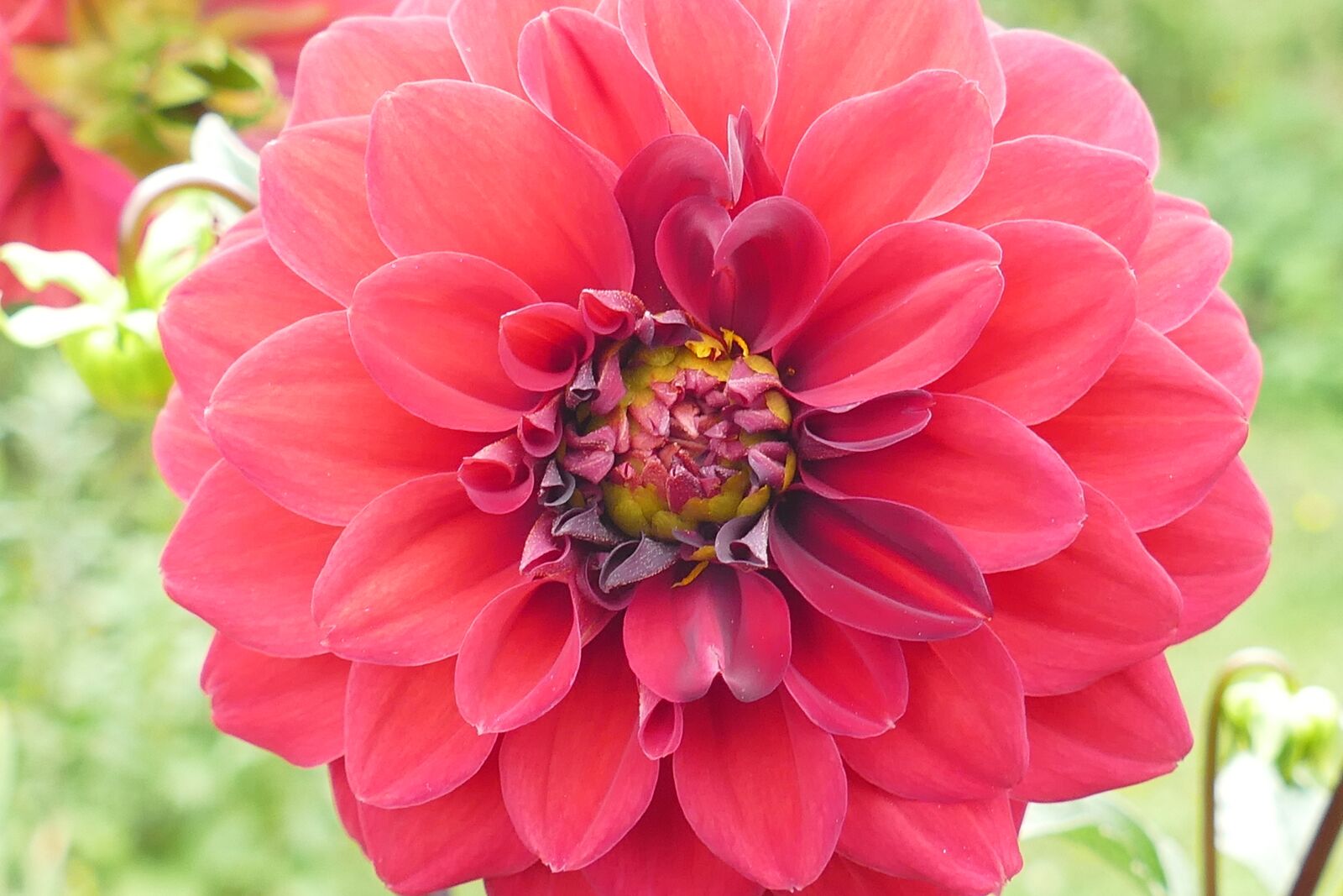 Panasonic Lumix DMC-FZ1000 sample photo. Dahlia, plant, blossom photography