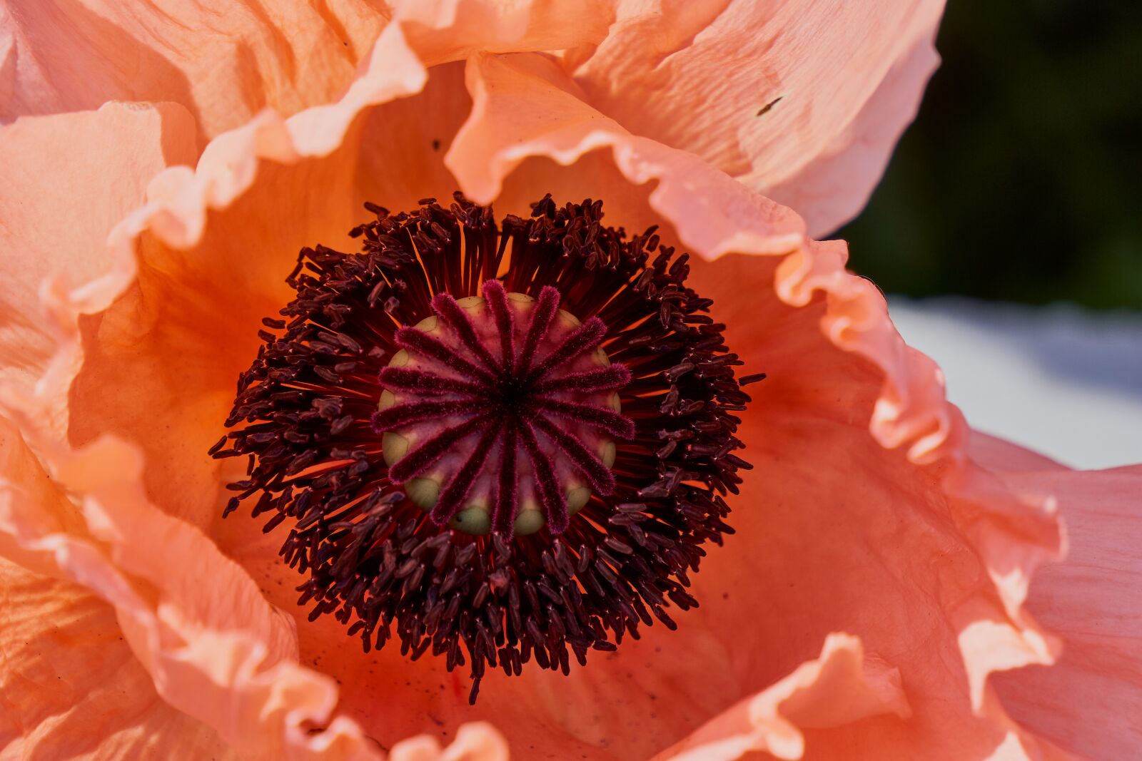 Sony E 55-210mm F4.5-6.3 OSS sample photo. Klatschmohn, plant, flower photography