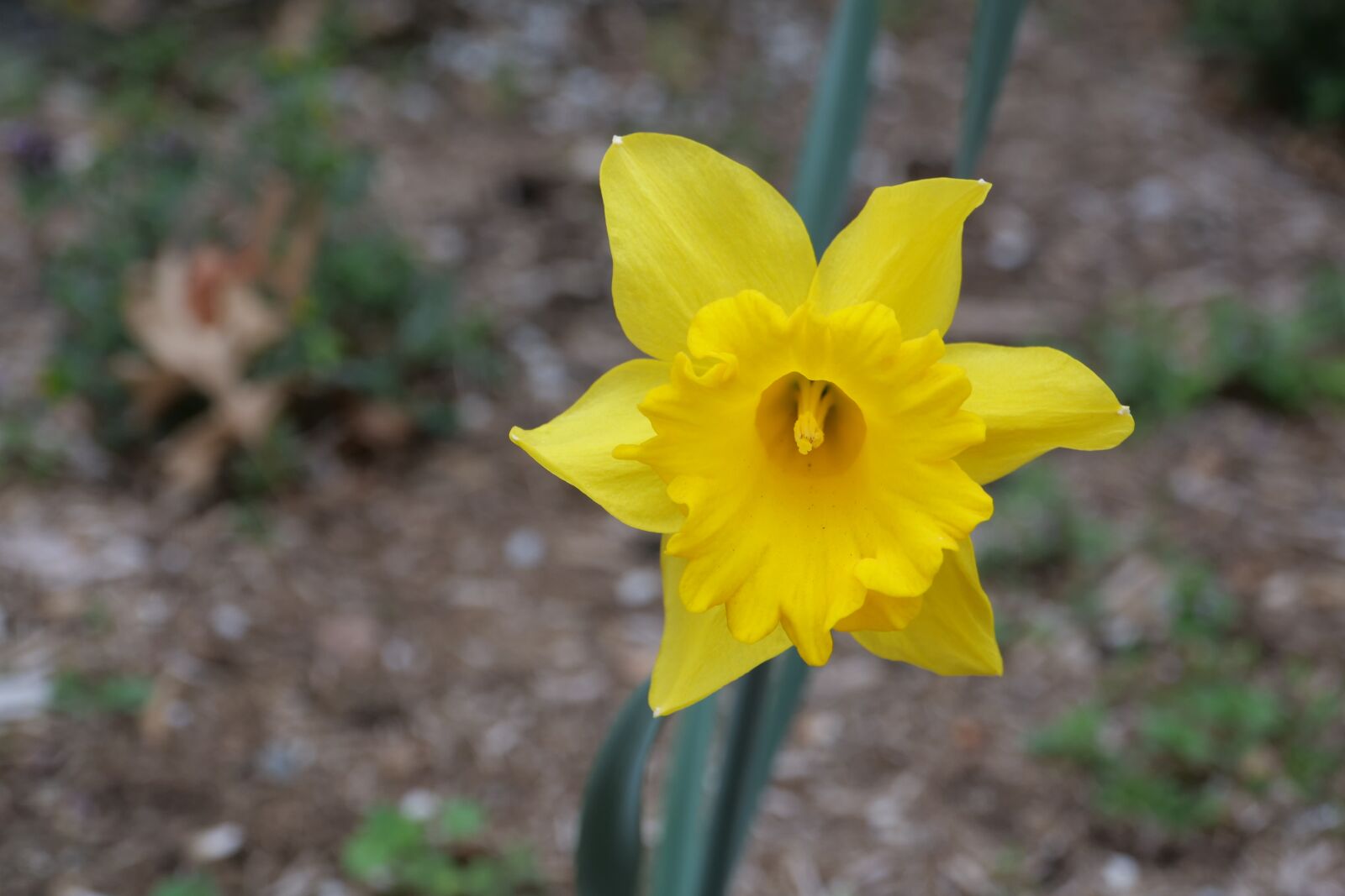 Panasonic Lumix DC-G9 sample photo. Daffodil, yellow, nature photography