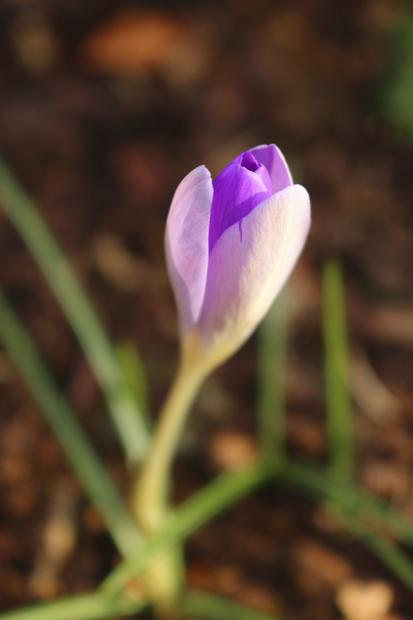 Canon EOS 100D (EOS Rebel SL1 / EOS Kiss X7) sample photo. Crocus, blossom, bloom photography