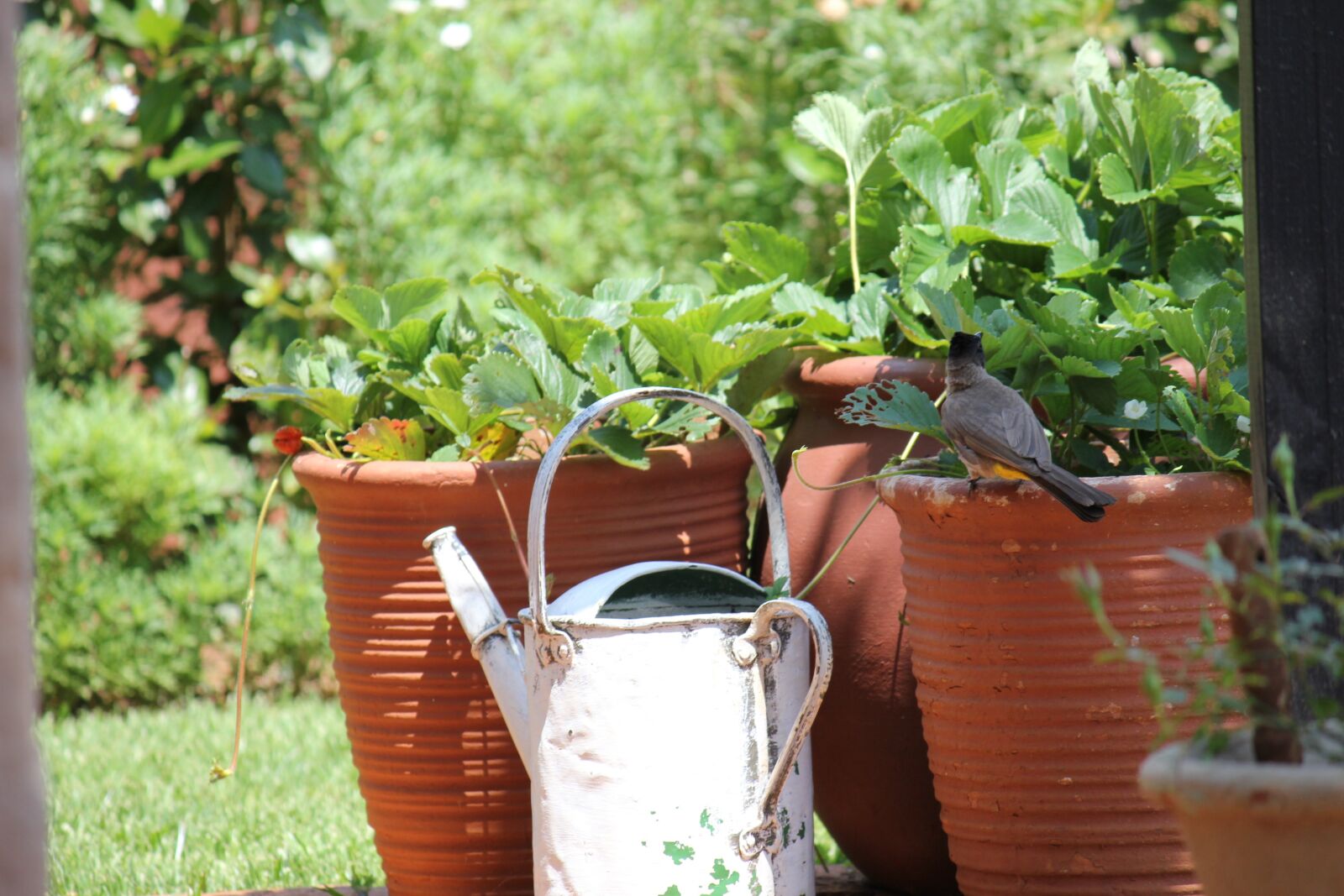 Canon EOS 550D (EOS Rebel T2i / EOS Kiss X4) sample photo. Garden, bird, pots photography
