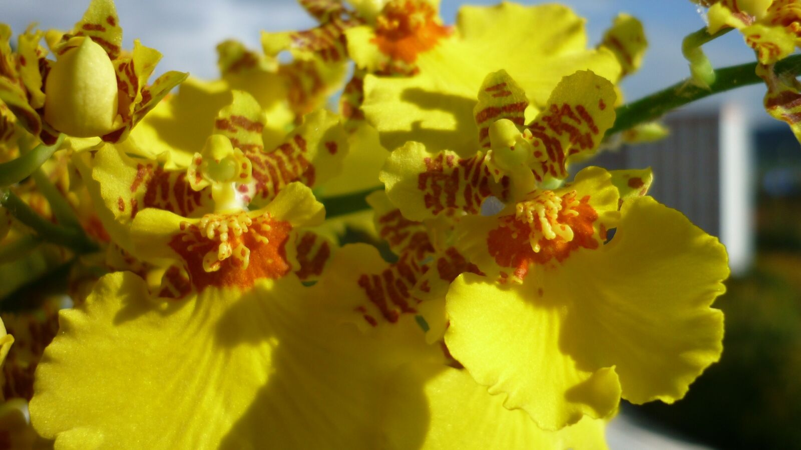 Panasonic Lumix DMC-FS6 sample photo. Oncidium, flower, yellow photography