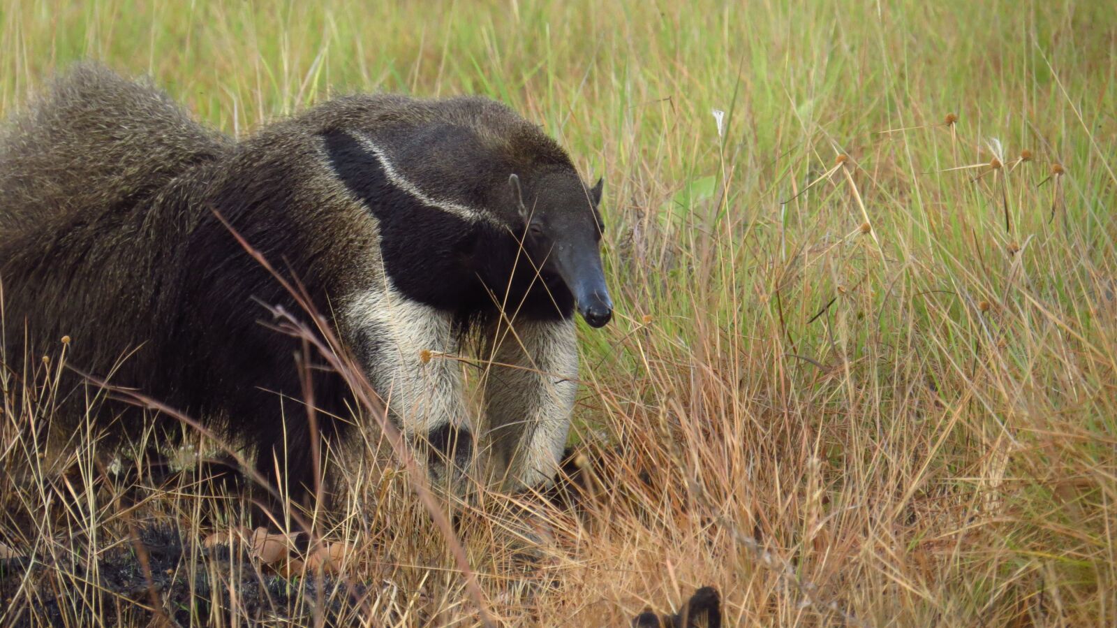 Canon PowerShot SX50 HS sample photo. Animal, giant anteater, wildlife photography