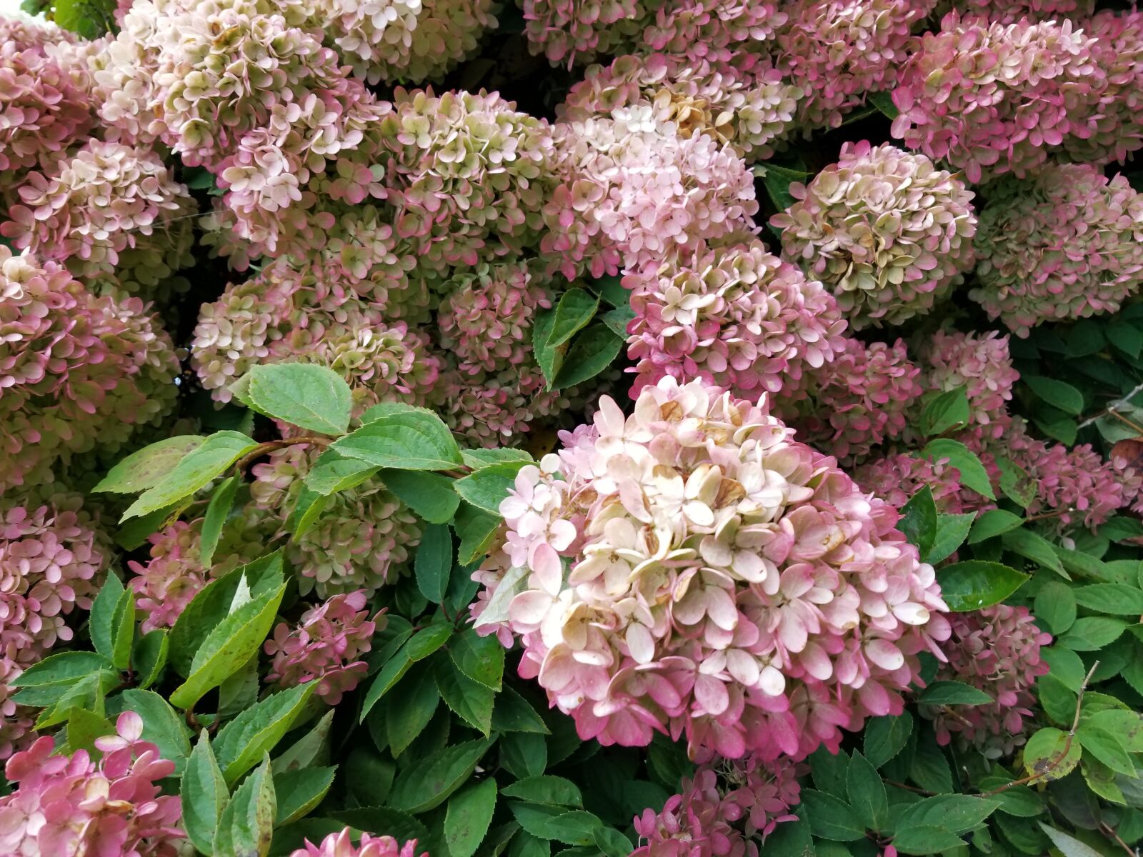 Samsung Galaxy S8 sample photo. Hydrangea paniculata limelight, end photography