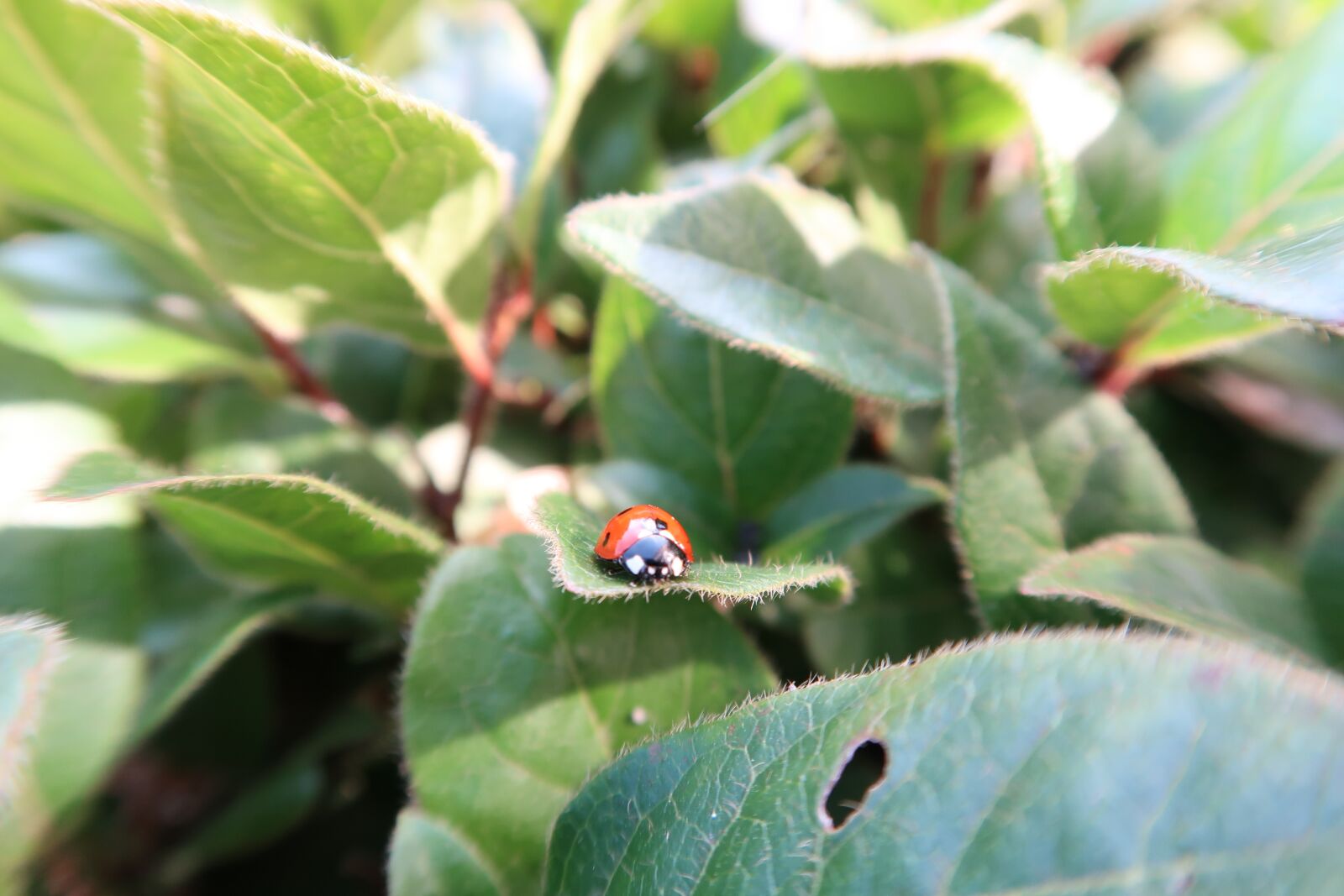 Canon PowerShot G7 X Mark II sample photo. Ladybug, nature, bug photography