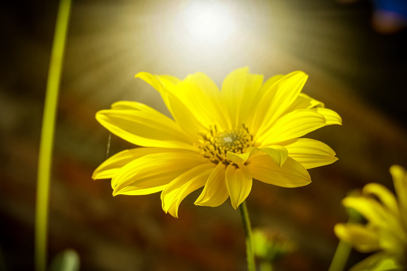 Panasonic Lumix DMC-FZ1000 sample photo. Flower, colors, yellow photography