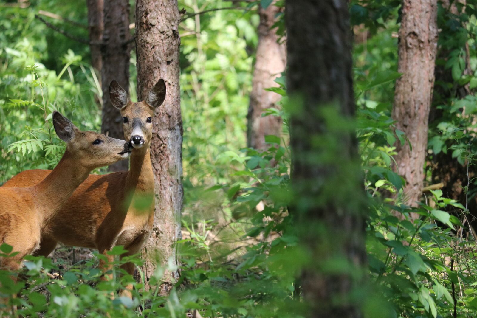 Canon EOS 750D (EOS Rebel T6i / EOS Kiss X8i) sample photo. Deer, kiss, forest photography