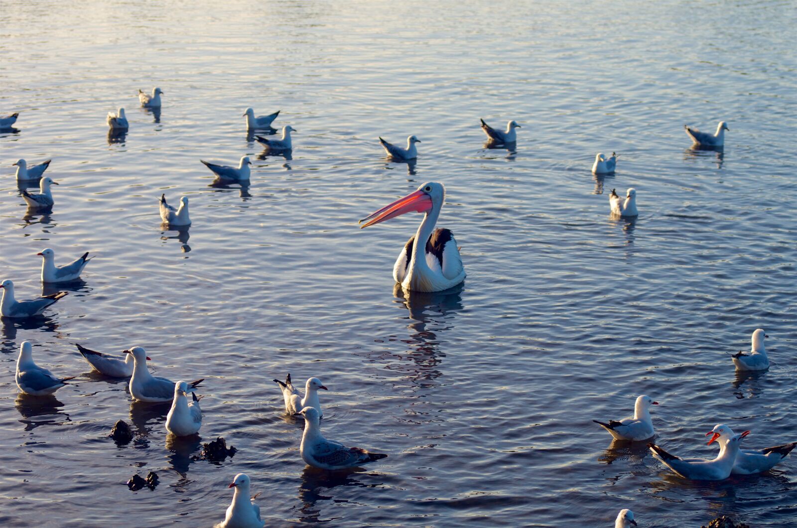 Pentax K-5 sample photo. Birds, water, waterfowl photography