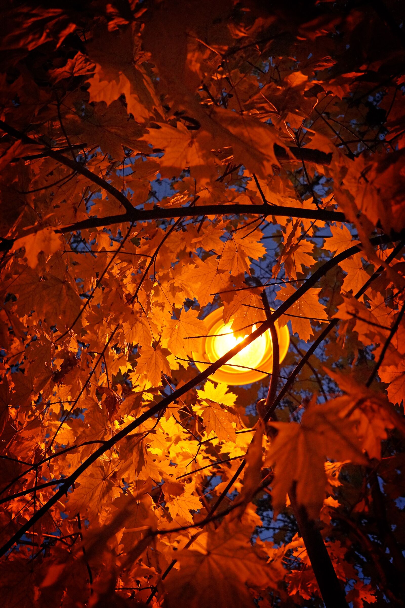 Sony E 20mm F2.8 sample photo. Autumn, leaves, autumn leaves photography