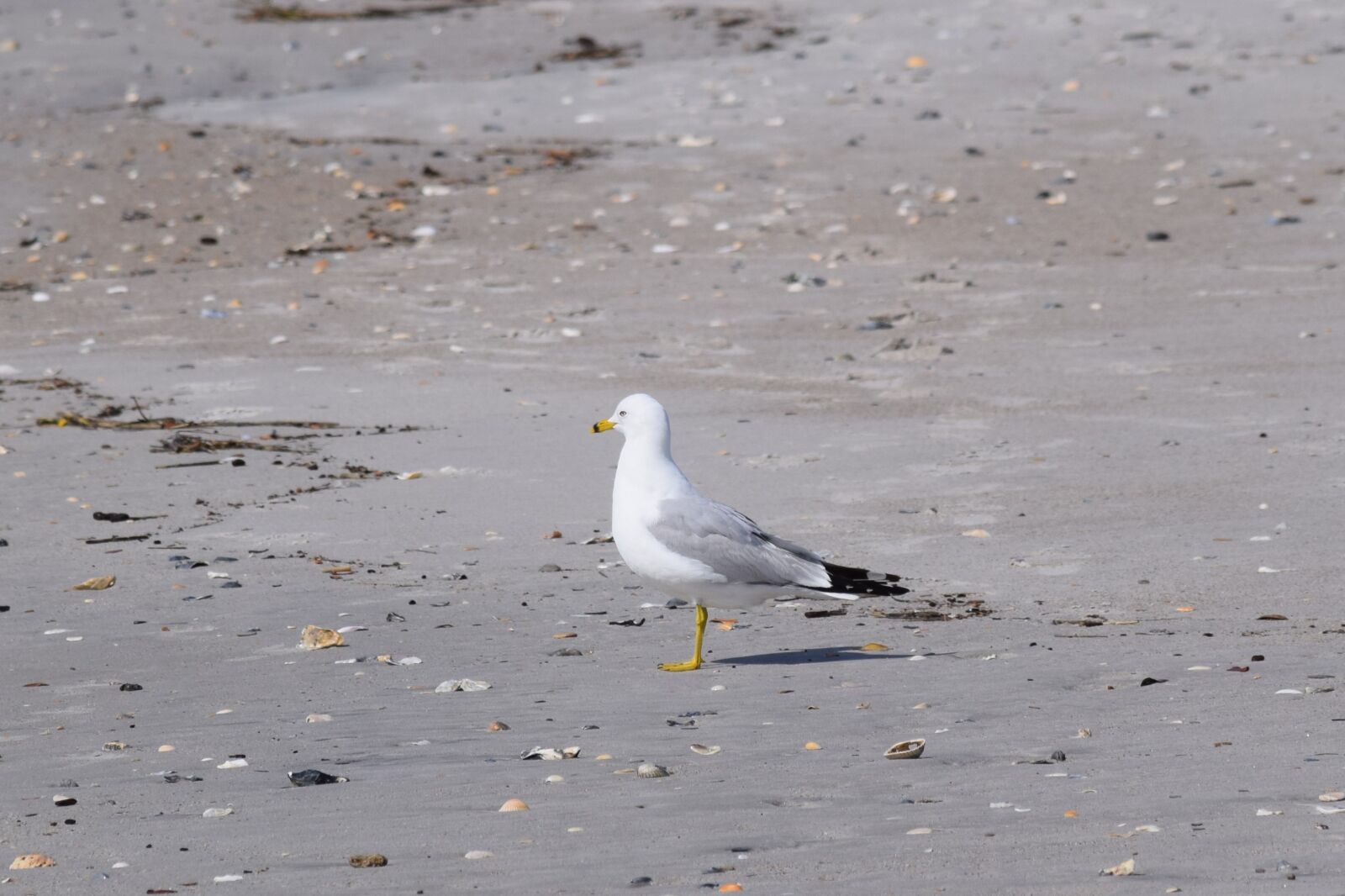 Nikon D3300 sample photo. Bird, sea, water photography
