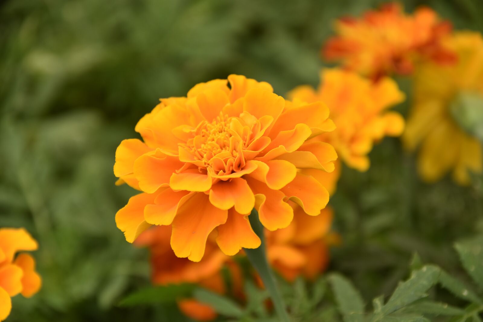 Nikon D5600 sample photo. Flower, carnation of india photography
