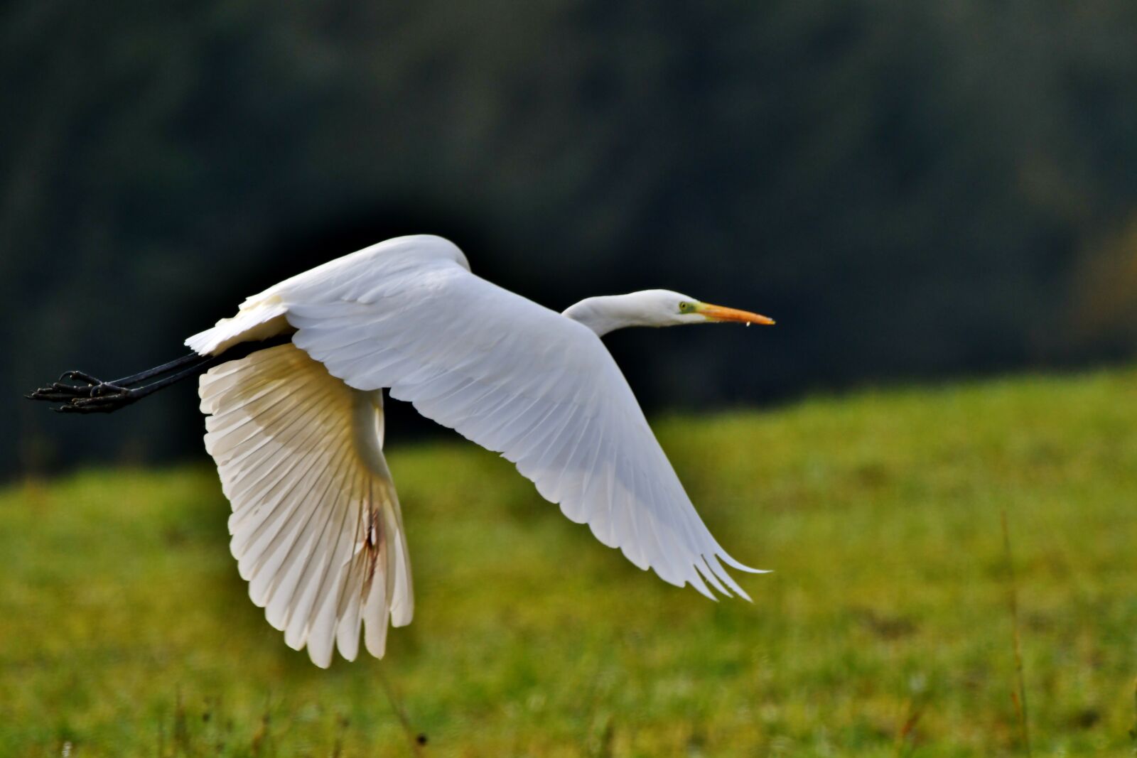 Nikon D500 sample photo. Great white egret, bird photography
