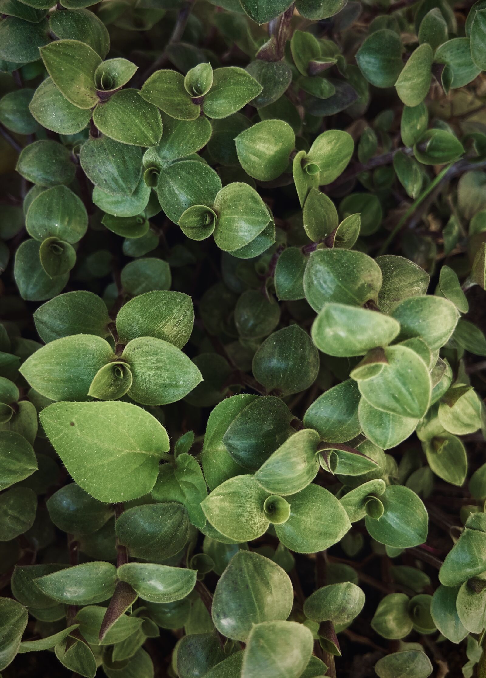 Apple iPhone 11 sample photo. Green, nature, leaves photography