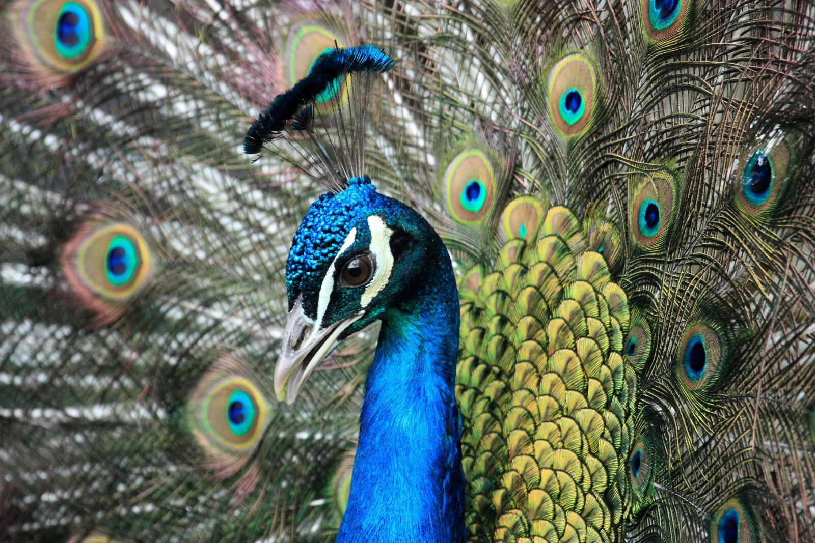 Canon EOS 450D (EOS Rebel XSi / EOS Kiss X2) sample photo. Bird, peacock, animal photography