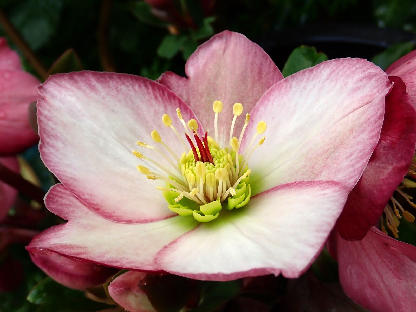 Olympus TG-5 sample photo. Flower, pink, helebore photography