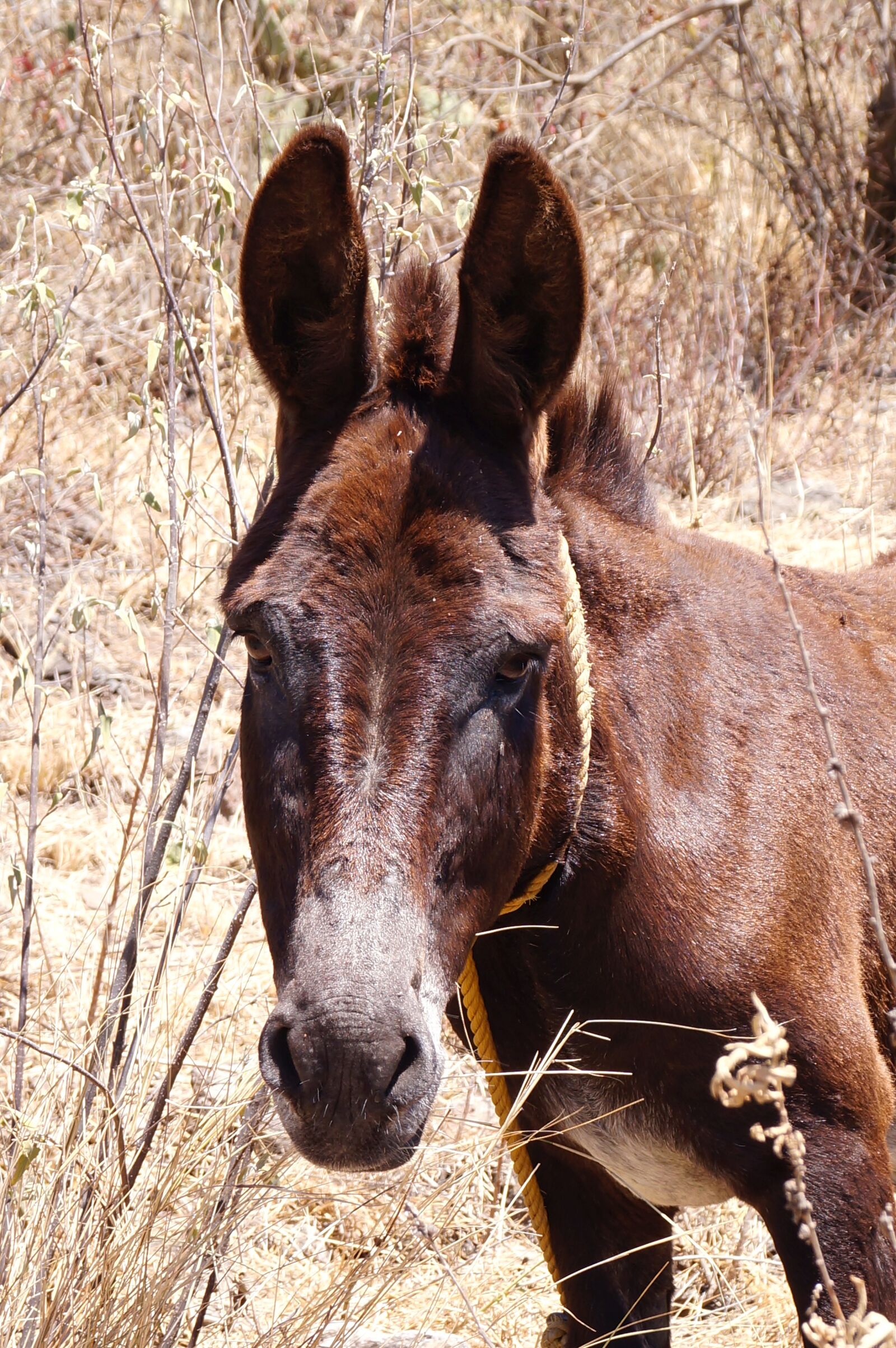 Sony SLT-A37 sample photo. Donkey, animal, four legged photography