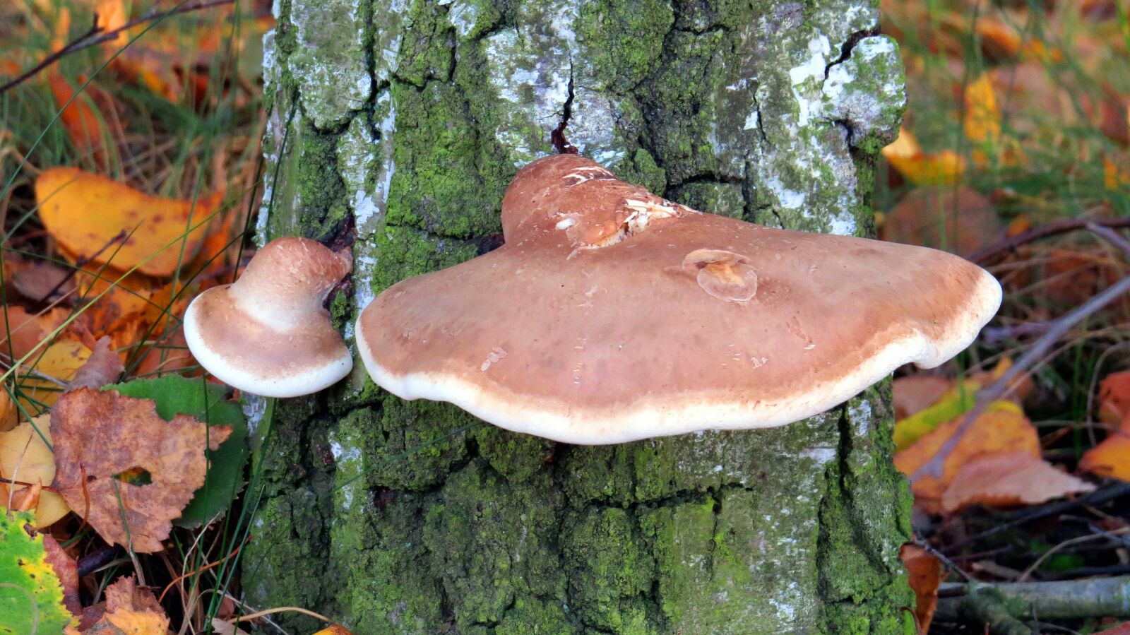Canon PowerShot SX50 HS sample photo. Mushroom, hub, the parasite photography