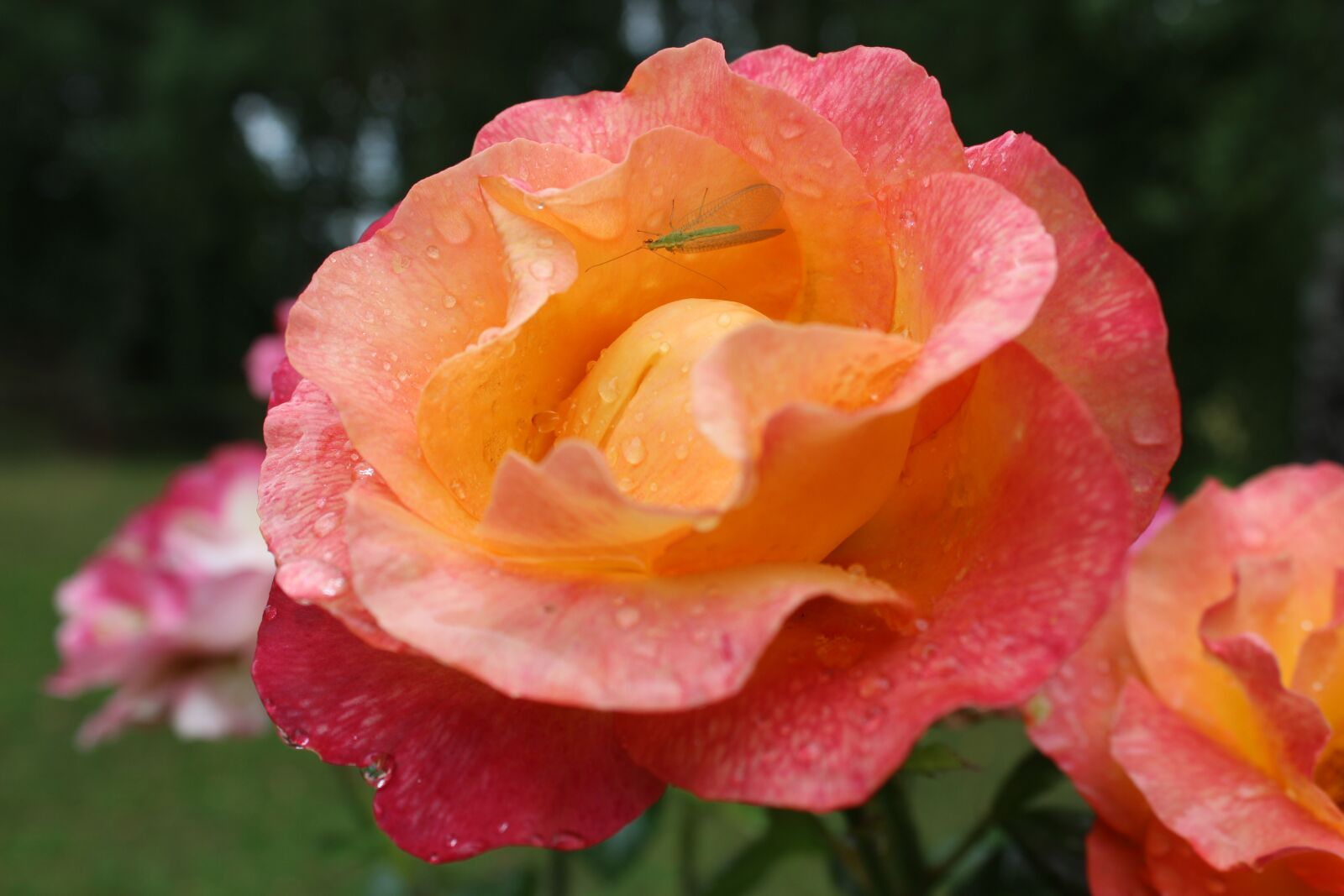 Canon EOS 600D (Rebel EOS T3i / EOS Kiss X5) sample photo. Rose, beauty, rain photography