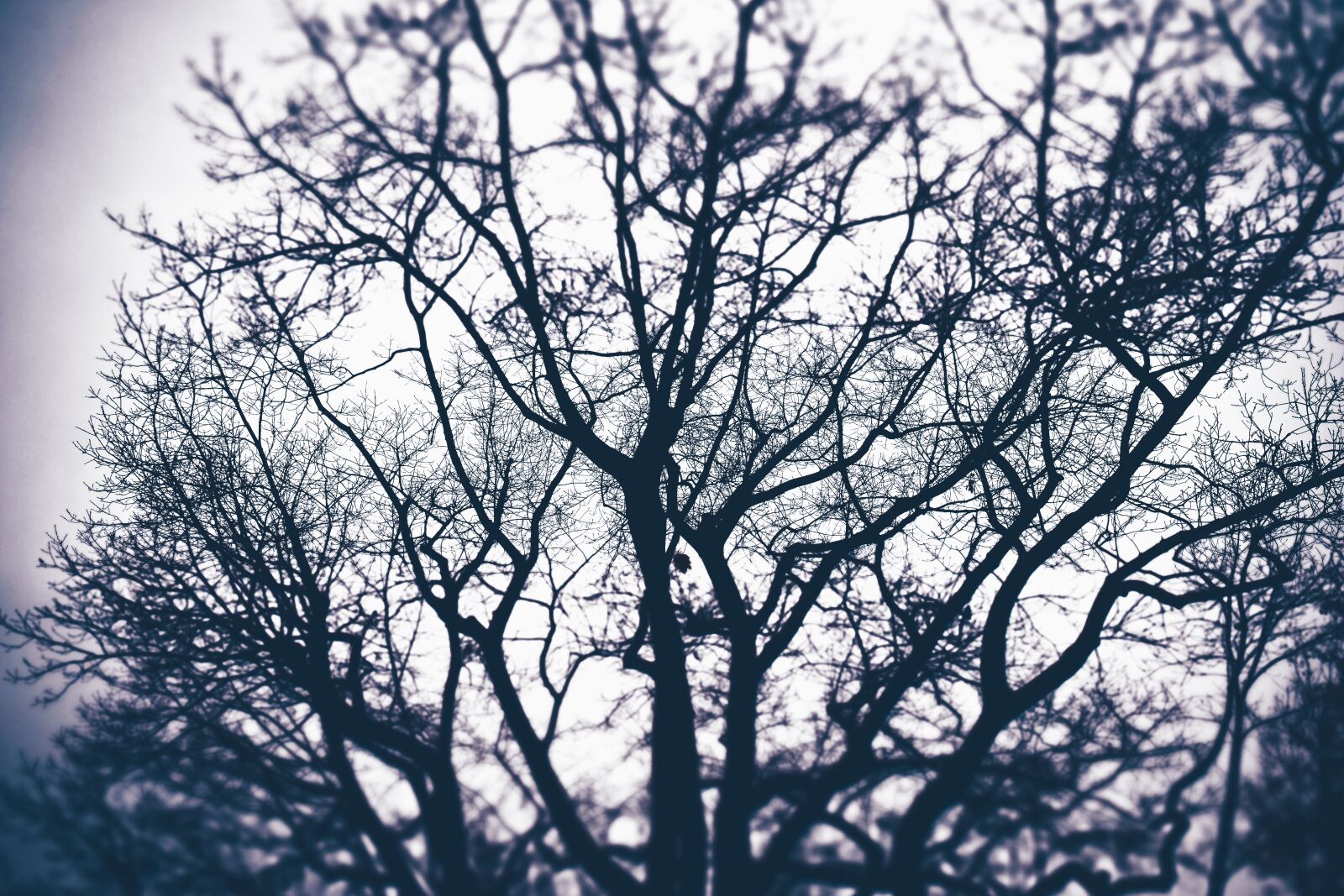 Olympus OM-D E-M10 sample photo. Tree, aesthetic, nature photography