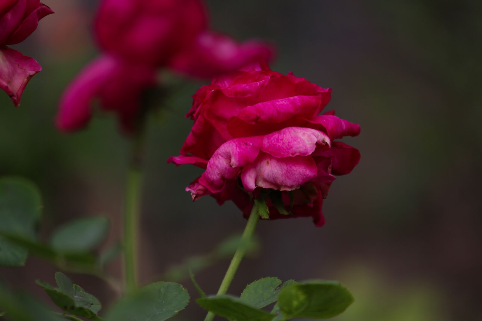 Canon EOS 700D (EOS Rebel T5i / EOS Kiss X7i) sample photo. Rose flower, rose, flower photography