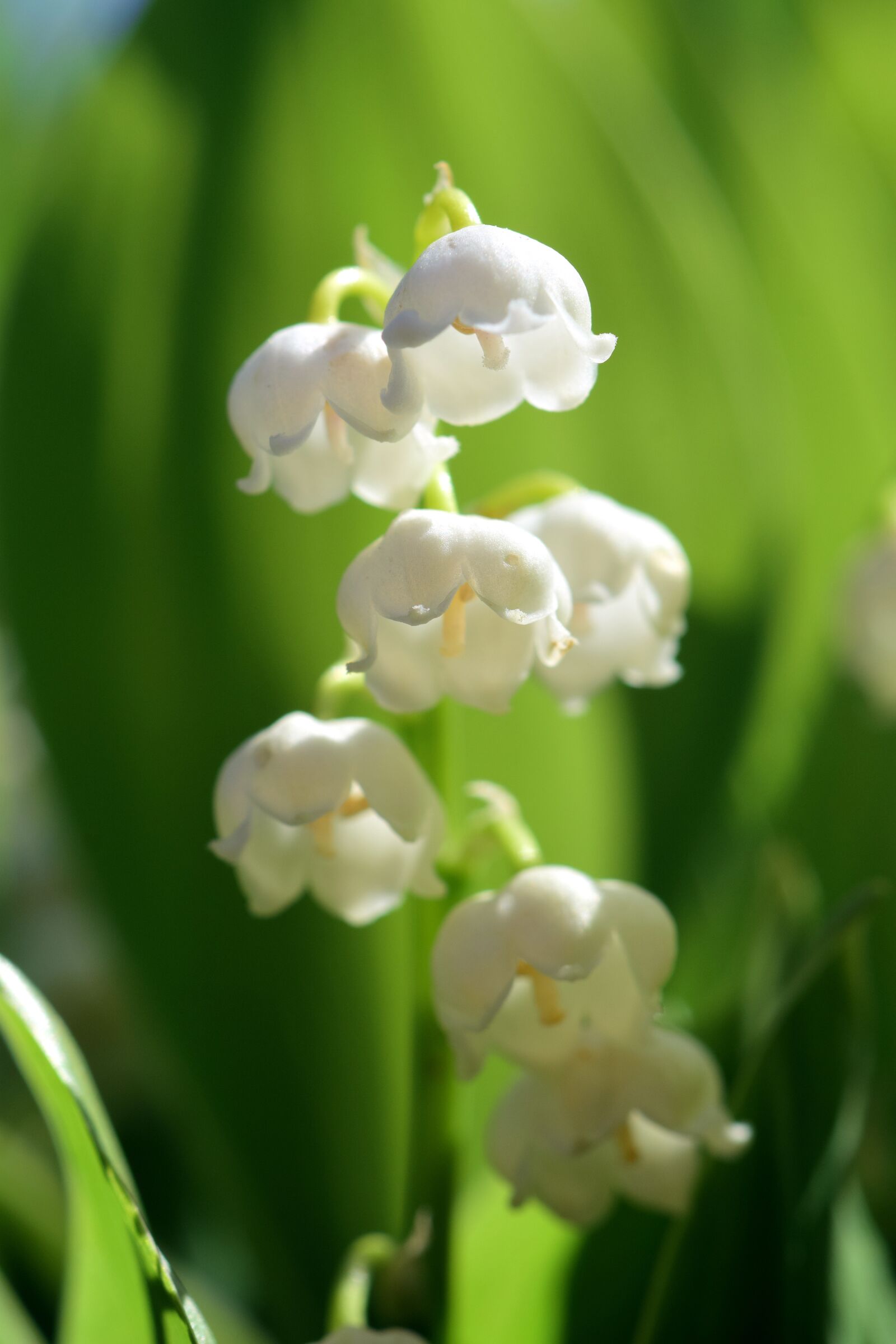 Nikon D3300 sample photo. Lily of the valley photography