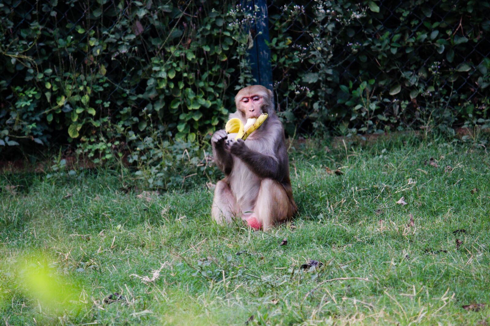 Canon EOS 700D (EOS Rebel T5i / EOS Kiss X7i) sample photo. Banana, monkey, green photography