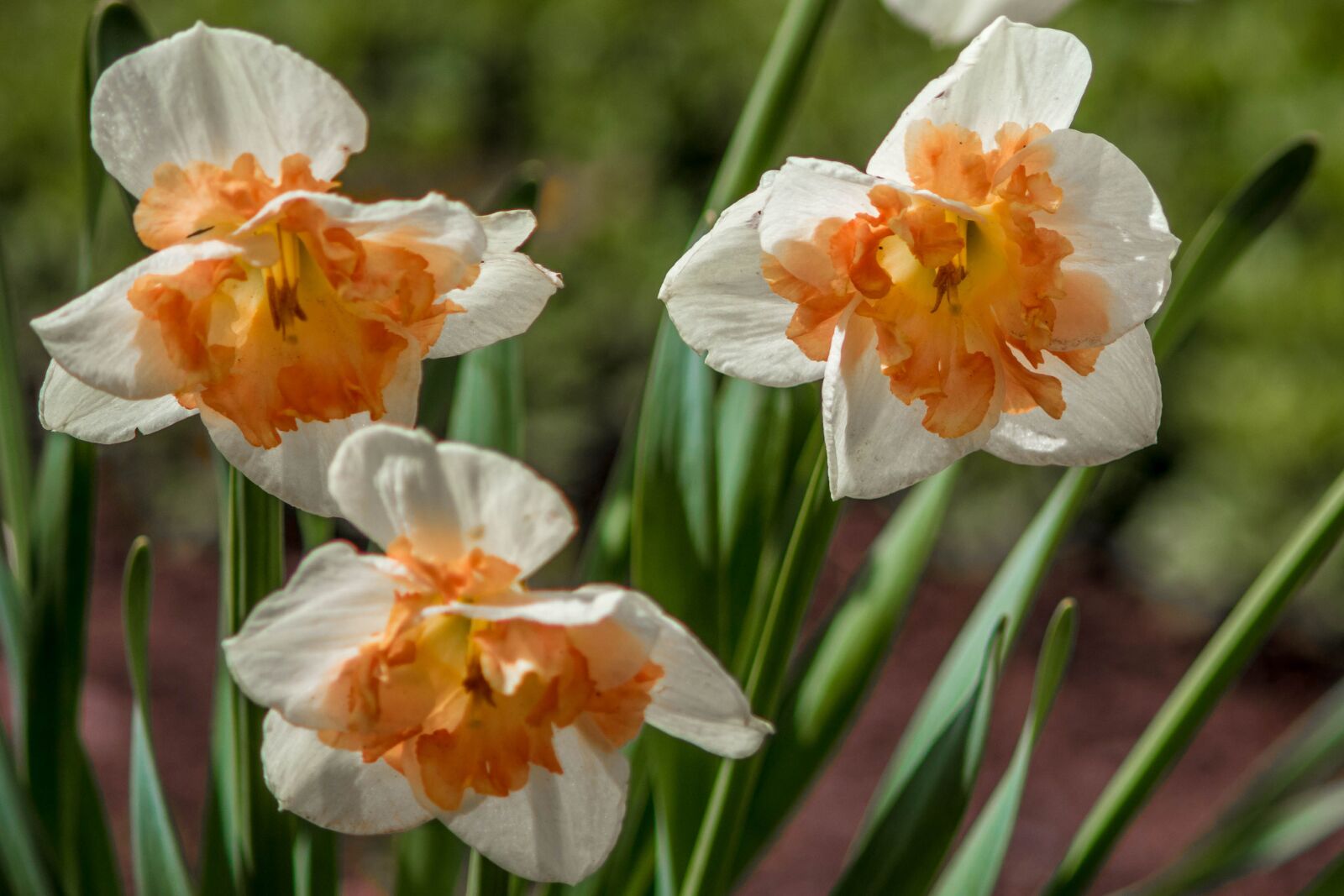 Canon EOS 200D (EOS Rebel SL2 / EOS Kiss X9) sample photo. Daffodils, spring, bloom photography