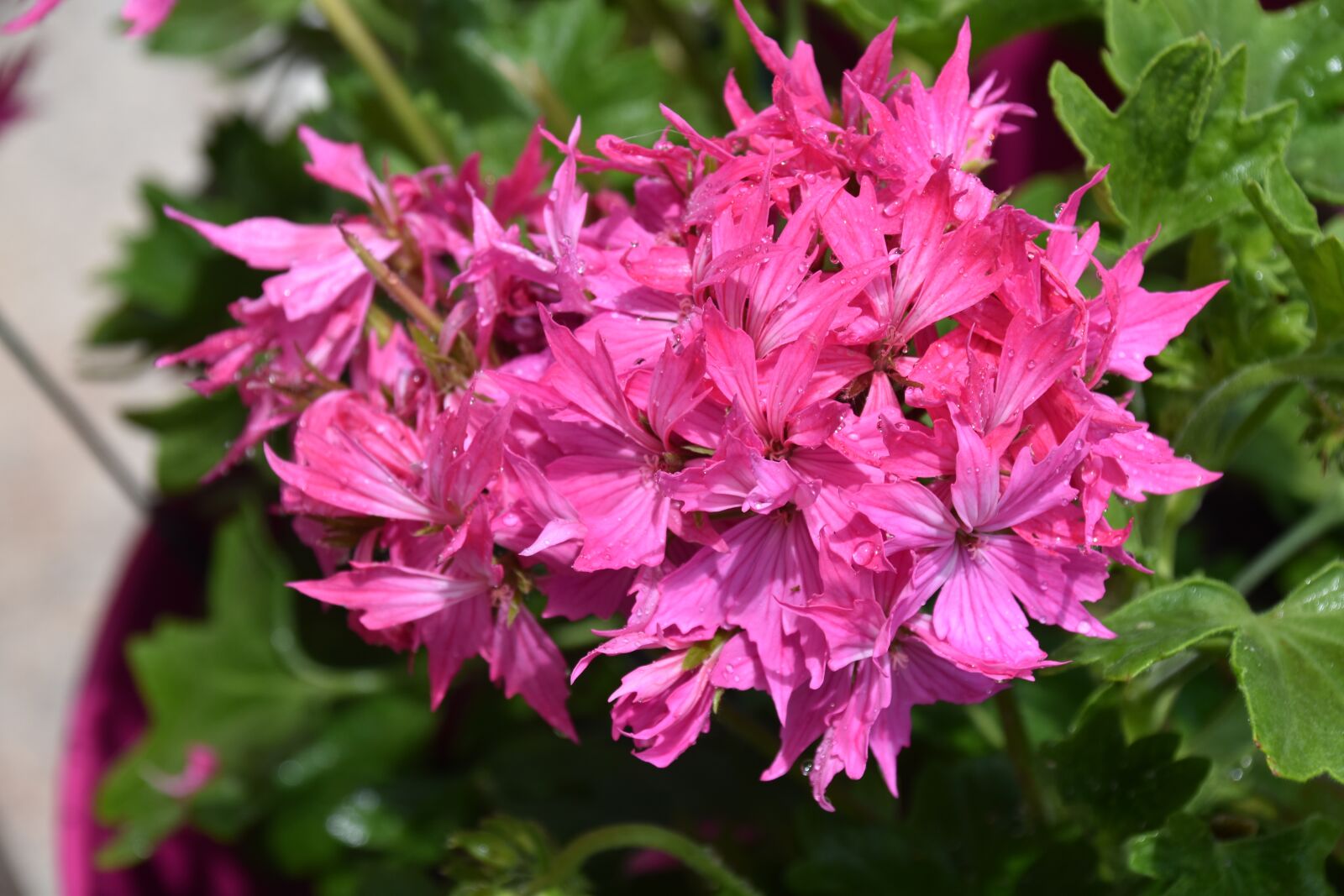 Nikon D5600 sample photo. Flower, flower geranium, color photography