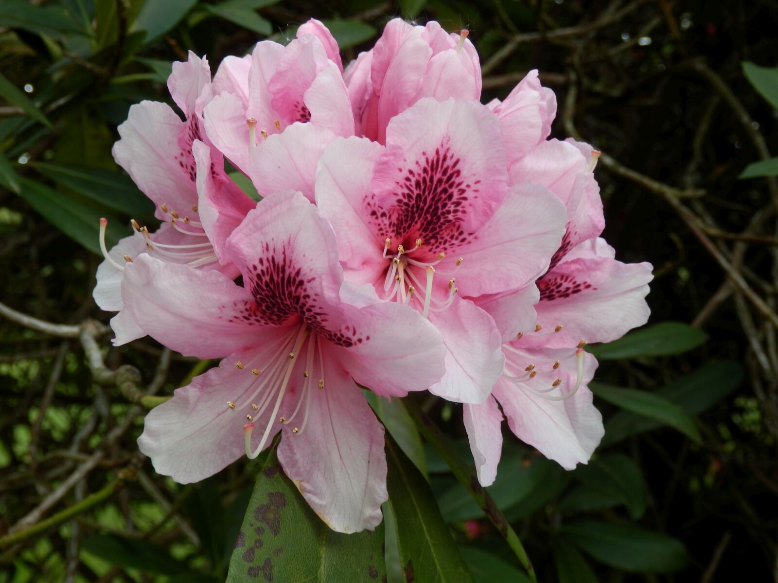 Olympus SZ-31MR sample photo. Rhododendron, flowers, pink photography