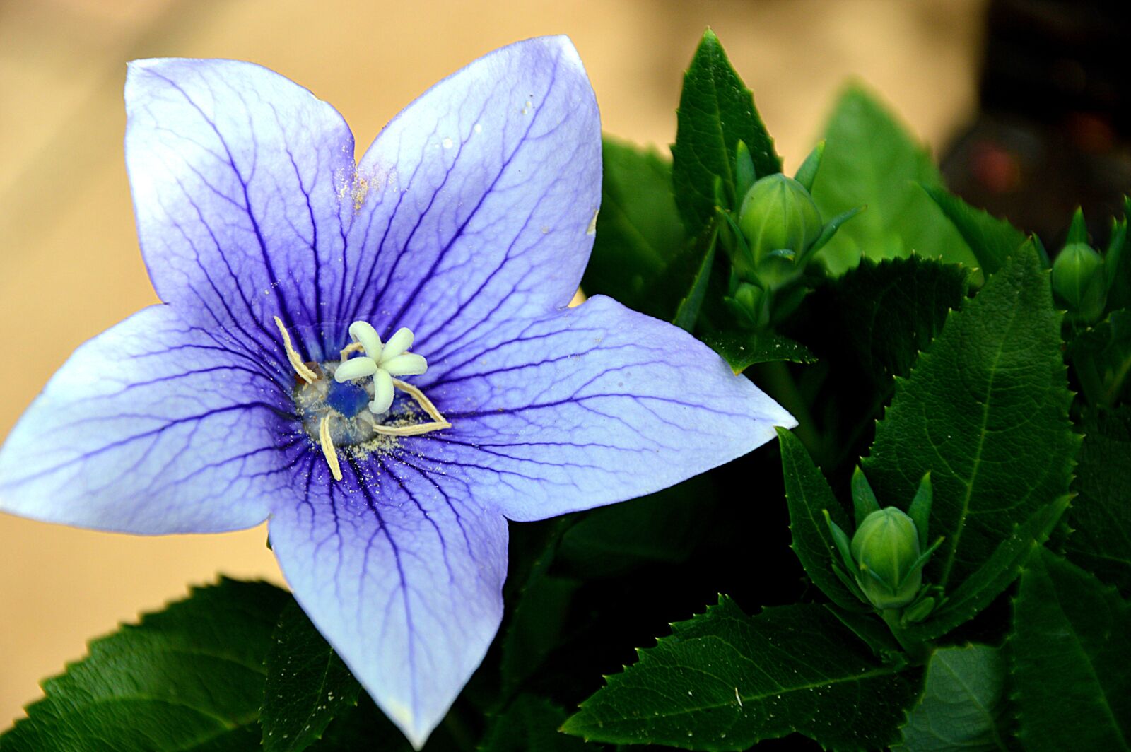 Nikon D3200 sample photo. Blossom, bloom, bloom photography