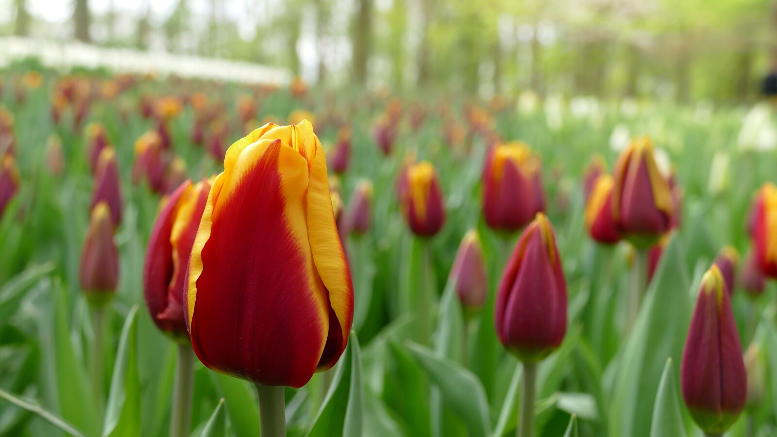 Panasonic Lumix DMC-FZ1000 sample photo. Tulip, flower, nature photography