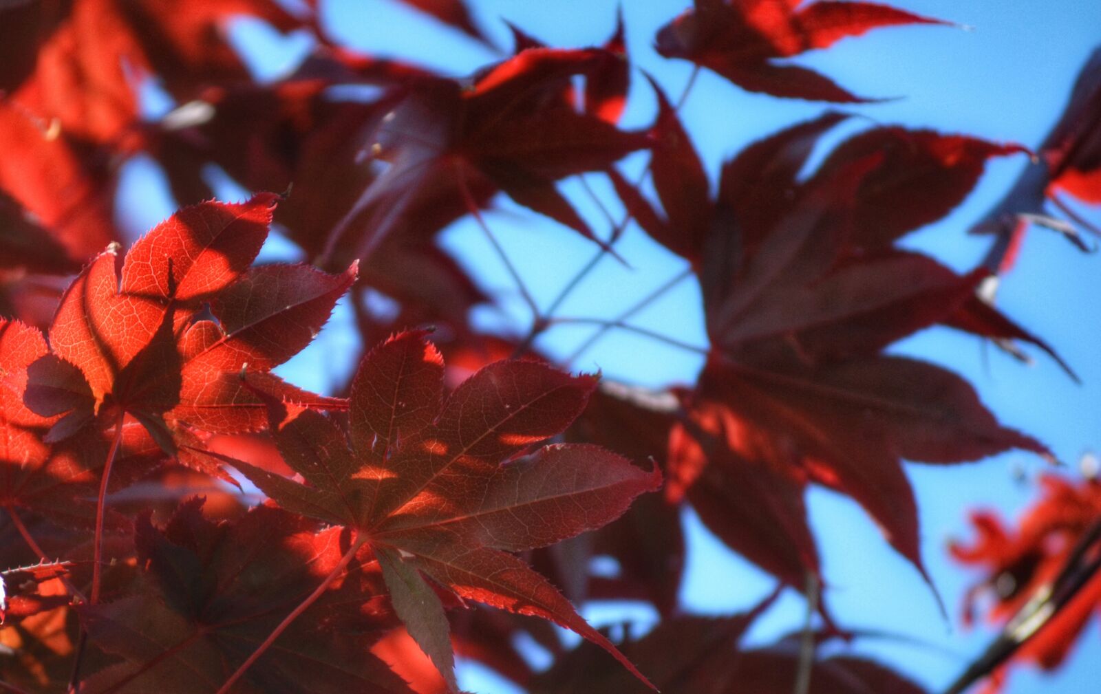 Nikon D3100 sample photo. Blue, leaves, maple, red photography