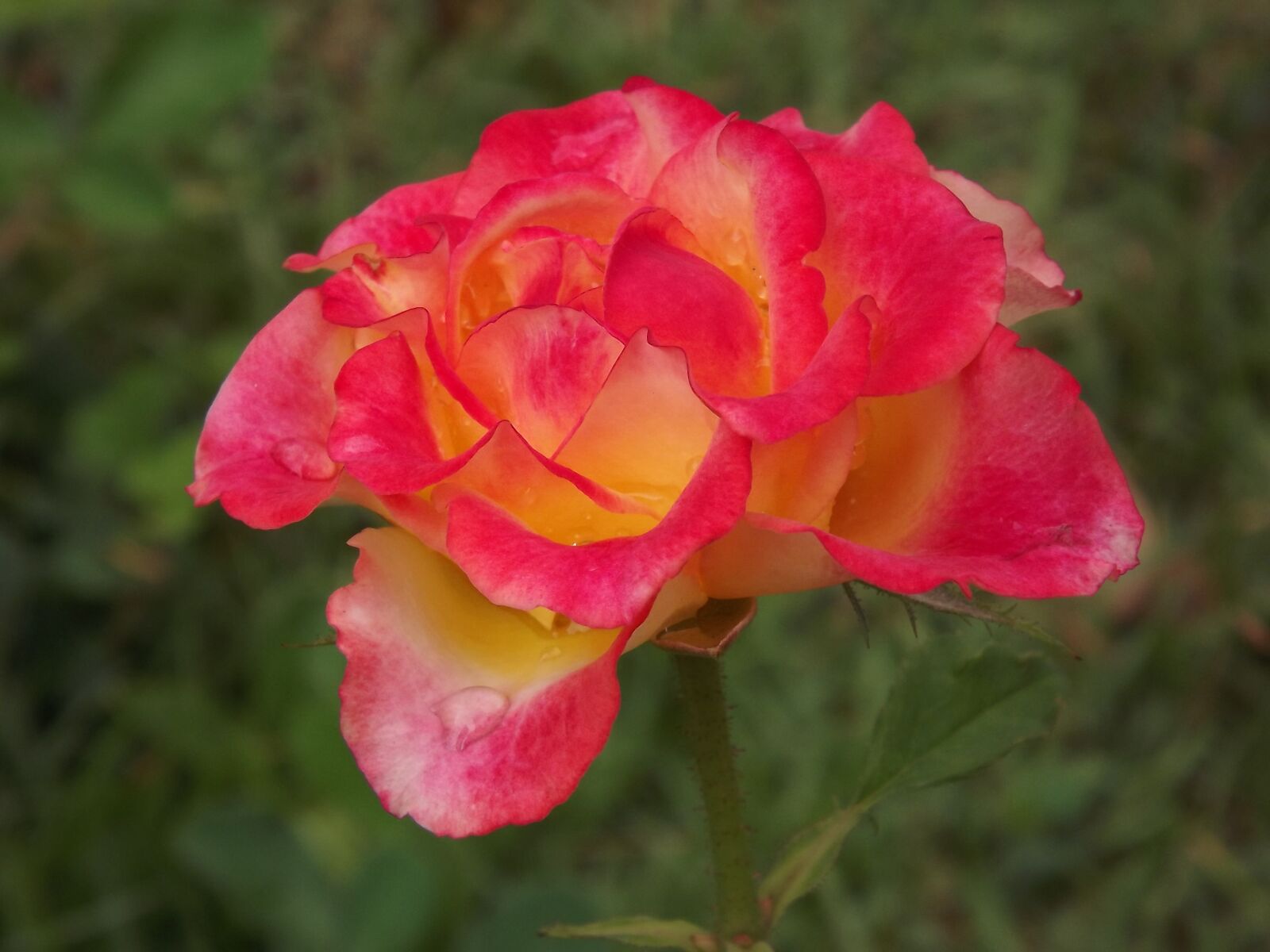 Fujifilm FinePix S3300 sample photo. Rosa, nature, flower photography
