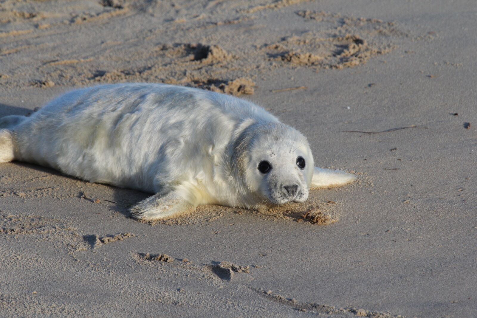 Canon EOS 60D + Canon EF 100-400mm F4.5-5.6L IS USM sample photo. Seal, pup, beach photography