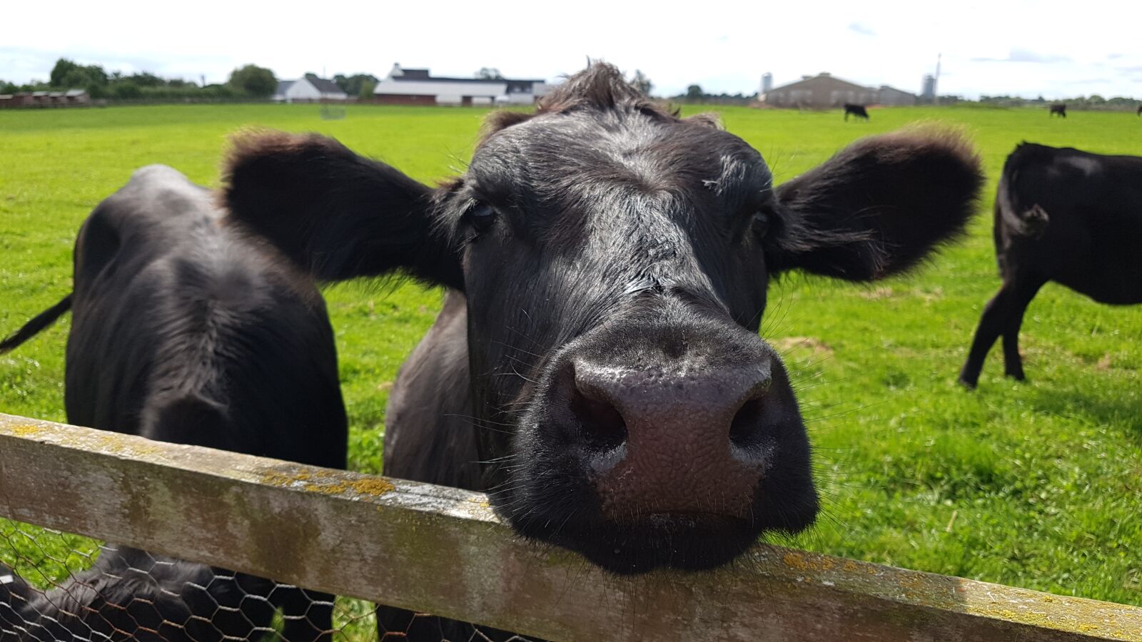 Samsung Galaxy S7 sample photo. Animal, cow, farm photography