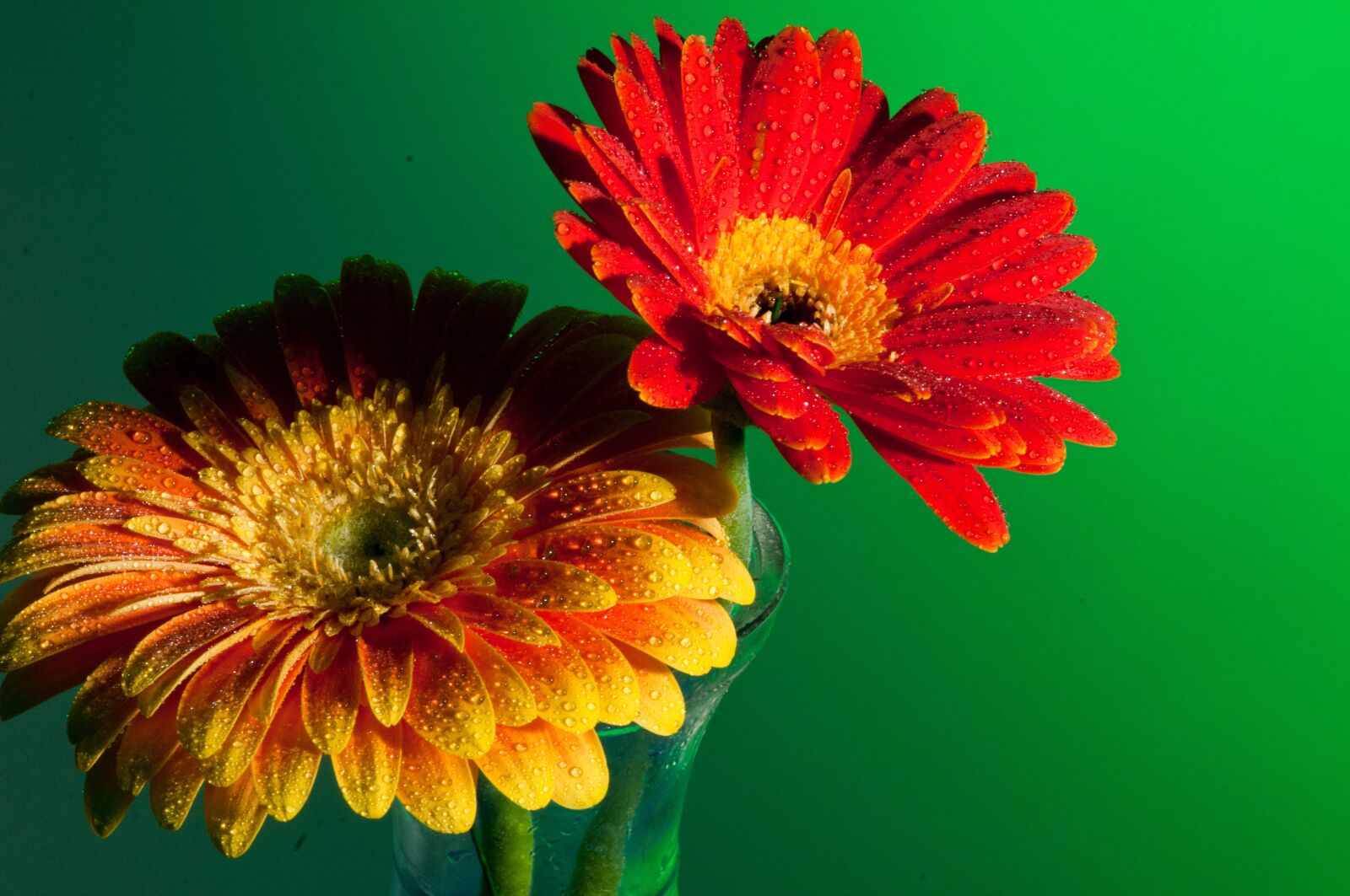 Nikon D300 sample photo. Flower, macro, close up photography