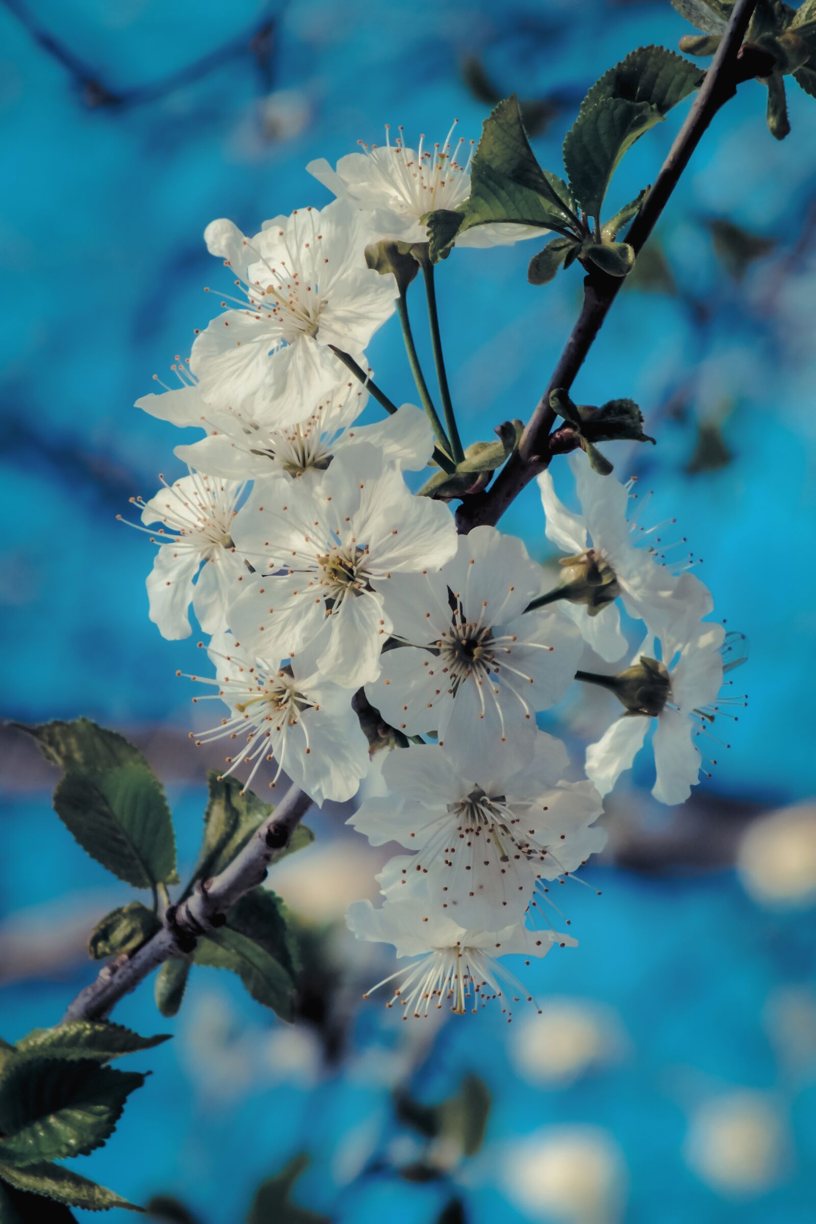 Fujifilm FinePix HS25EXR sample photo. Cherry, blossom, spring photography