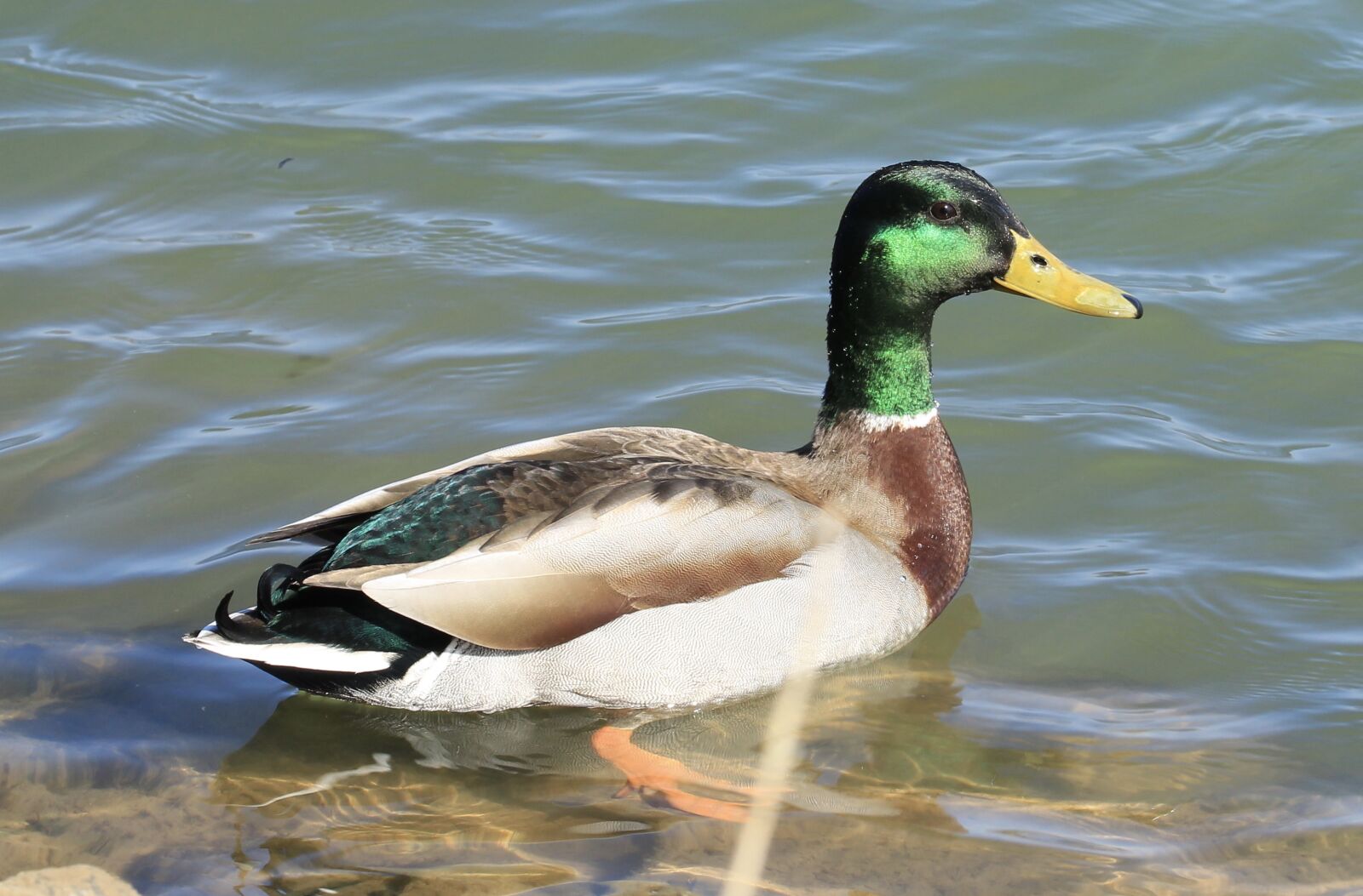 Canon EOS 1300D (EOS Rebel T6 / EOS Kiss X80) + Canon EF 100-400mm F4.5-5.6L IS II USM sample photo. Duck, lake, water photography