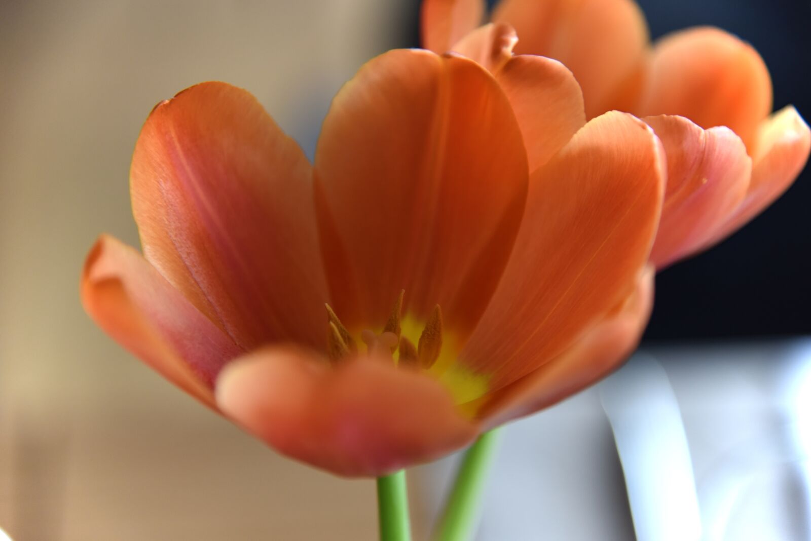 Nikon D750 sample photo. Flowers, tulips, duo photography